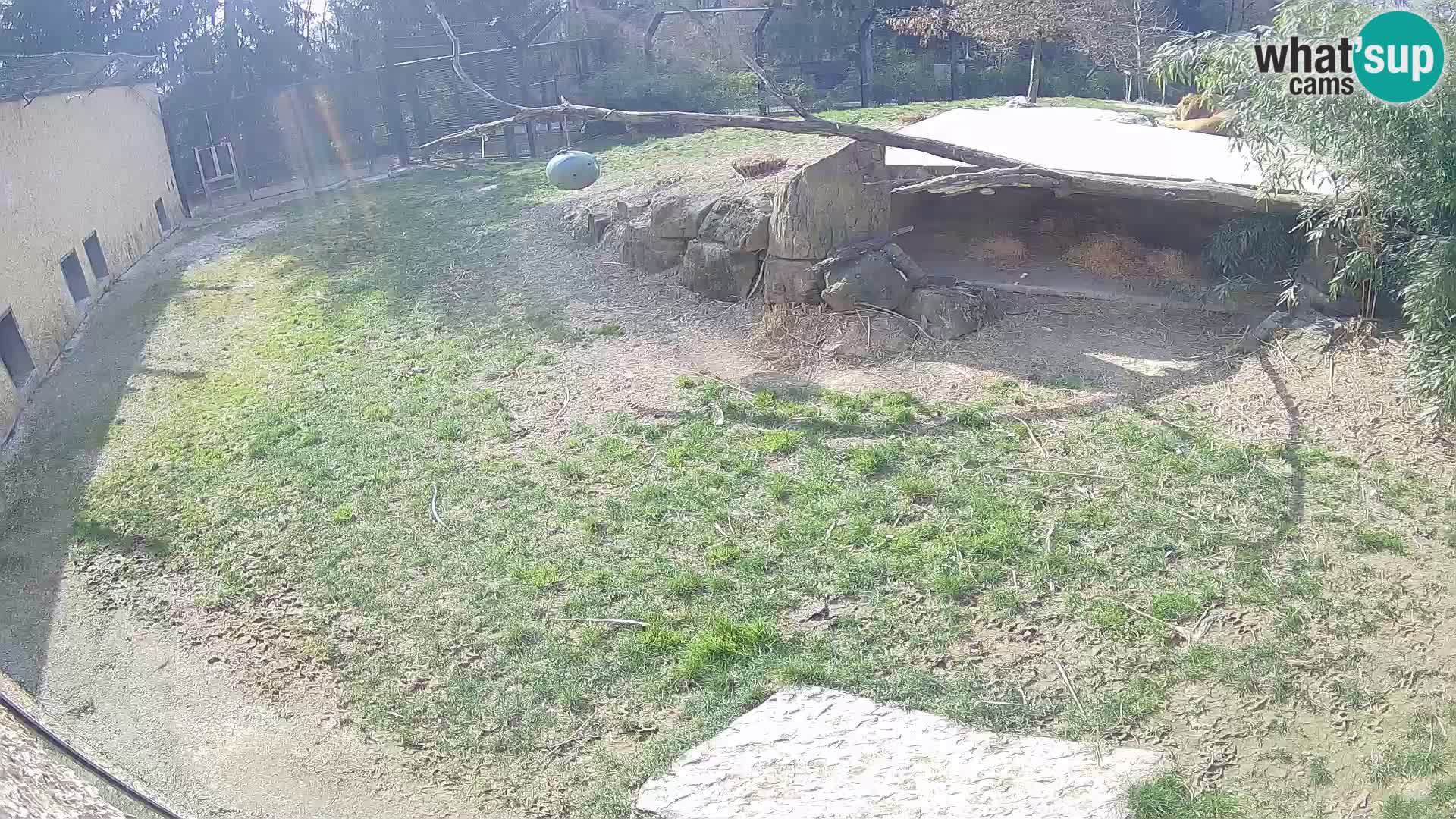 LION live Webcam in Ljubljana Zoo – Slovenia