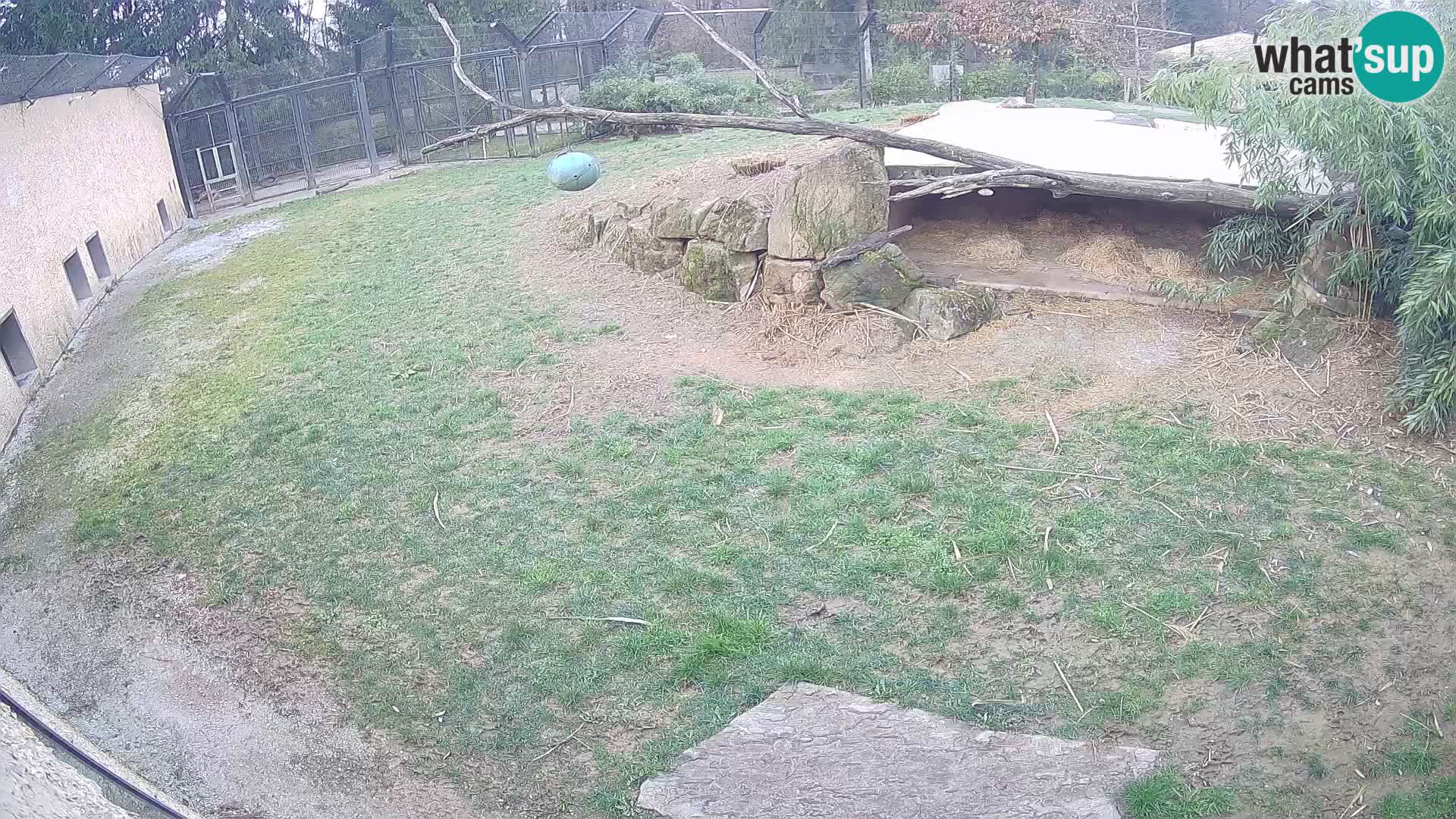 LION live Webcam in Ljubljana Zoo – Slovenia