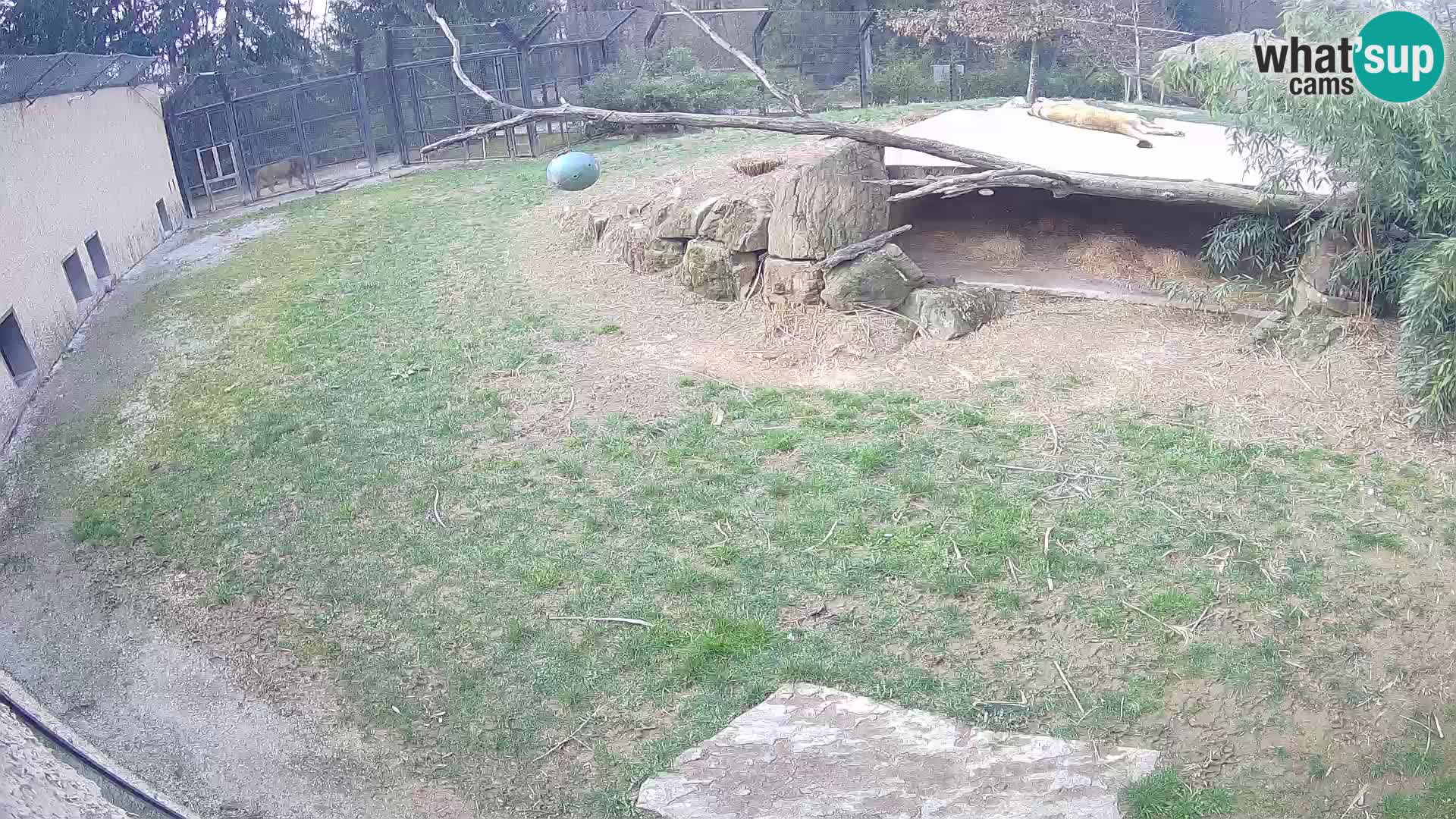 LION live Webcam in Ljubljana Zoo – Slovenia