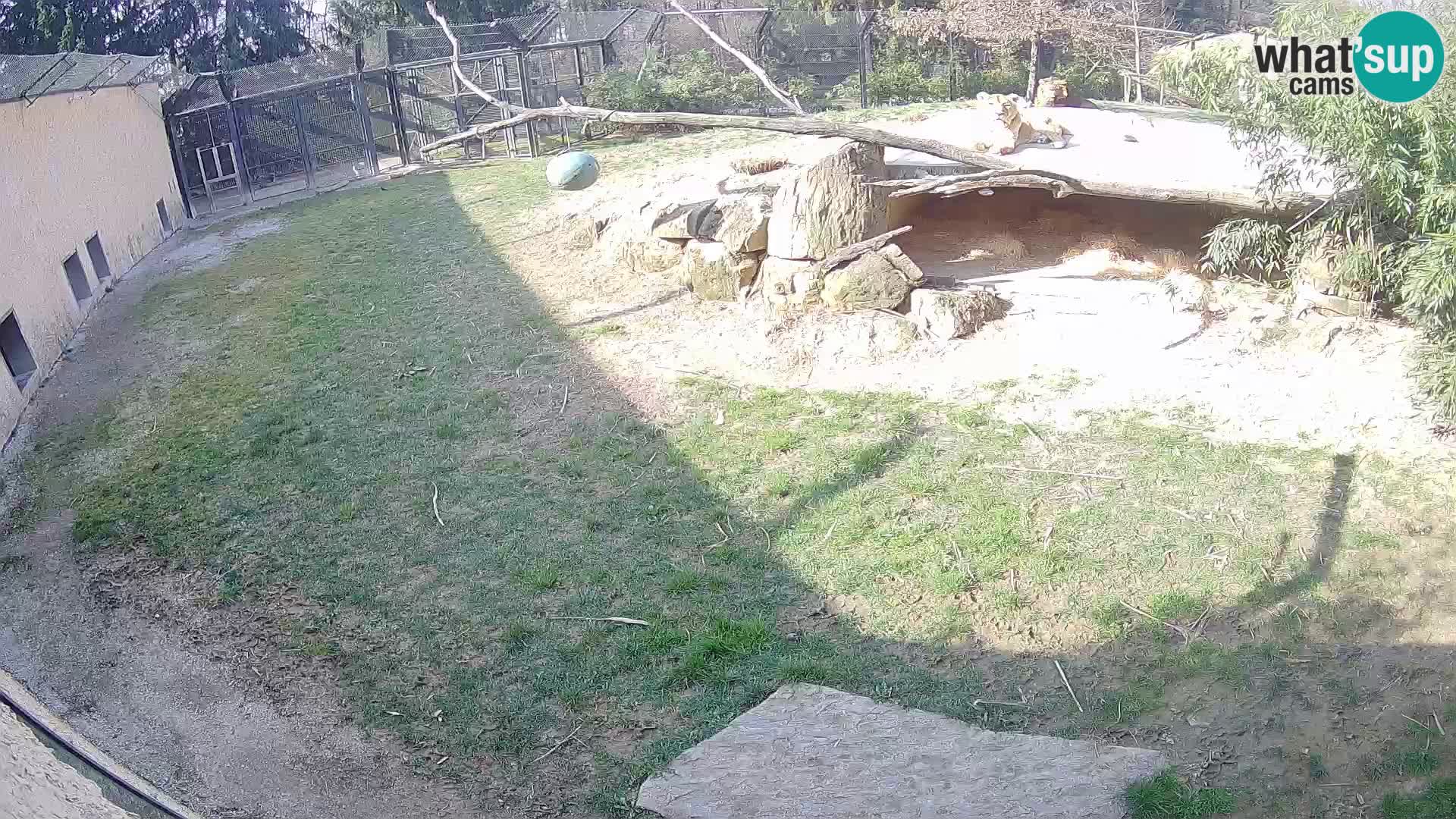 LION live Webcam in Ljubljana Zoo – Slovenia