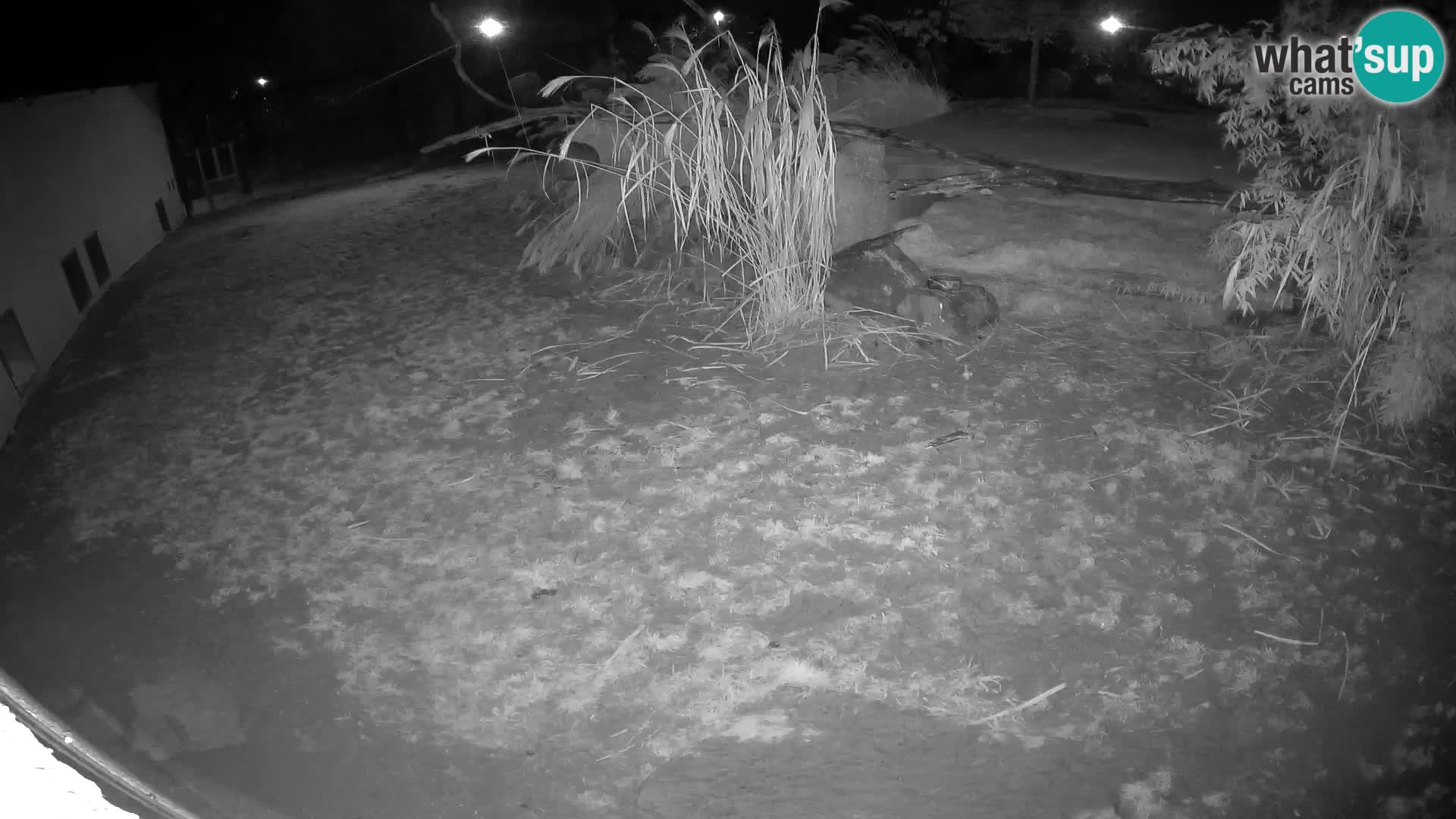 LEONE live Webcam nello zoo di Lubiana – Slovenia