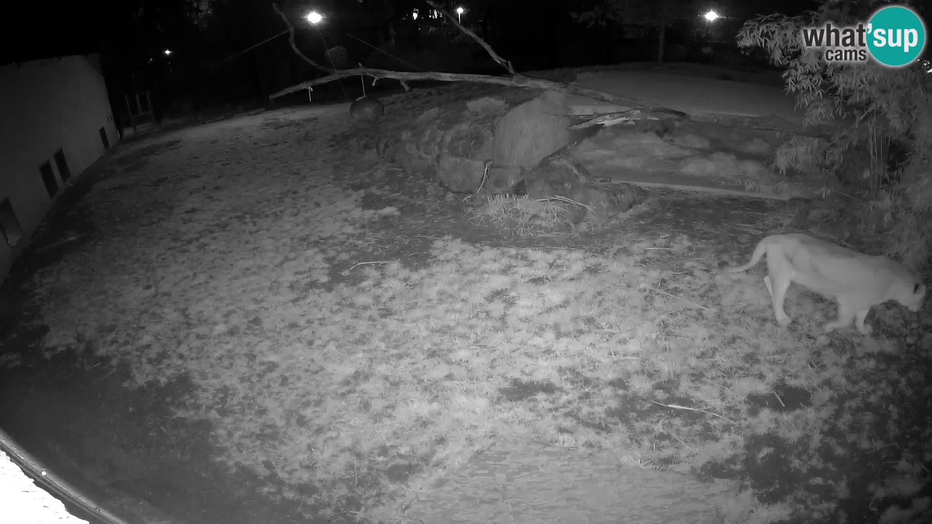 LION webcam en direct du zoo de Ljubljana – Slovénie