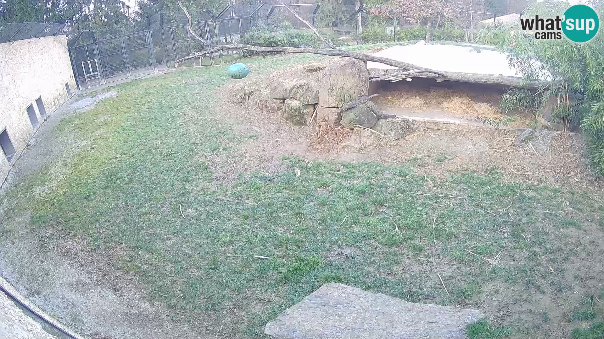 LEON Webcam en vivo en Ljubljana Zoo – Eslovenia