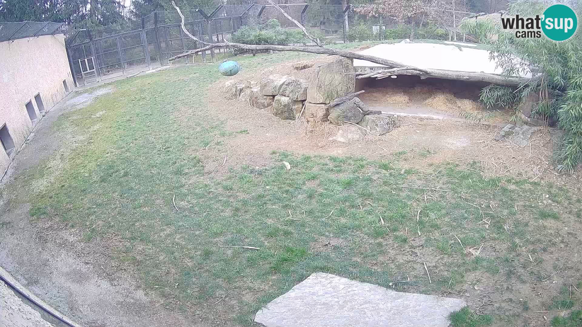 LEVI spletna kamera v živalskem vrtu Ljubljana Zoo
