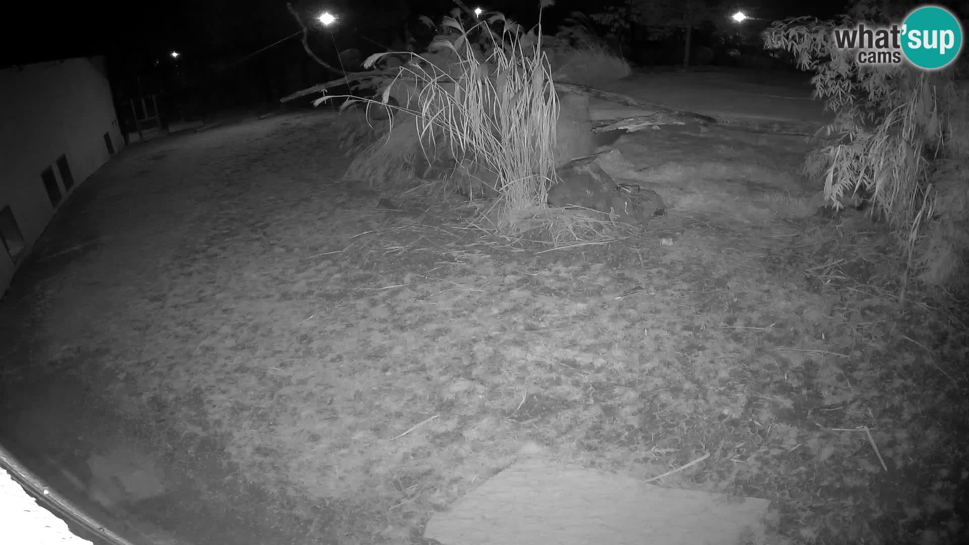 LEVI spletna kamera v živalskem vrtu Ljubljana Zoo