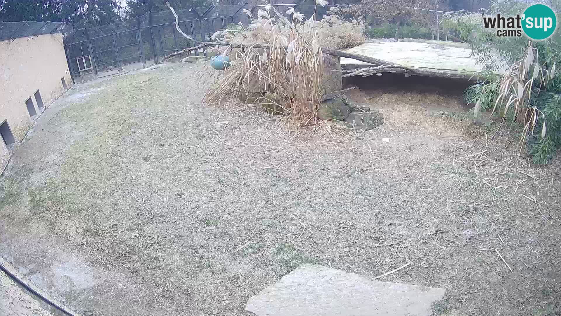 LION webcam en direct du zoo de Ljubljana – Slovénie