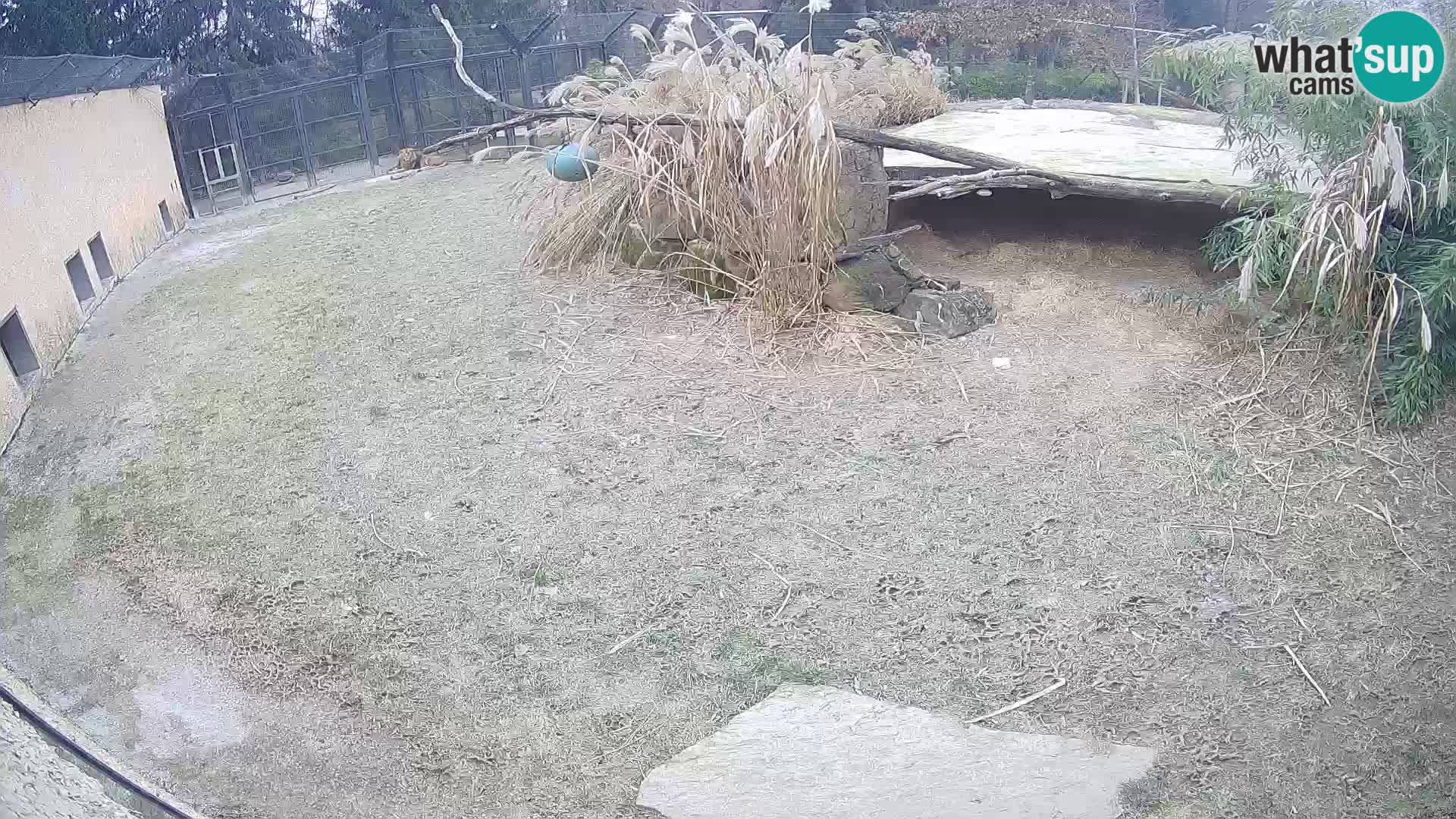 LION webcam en direct du zoo de Ljubljana – Slovénie