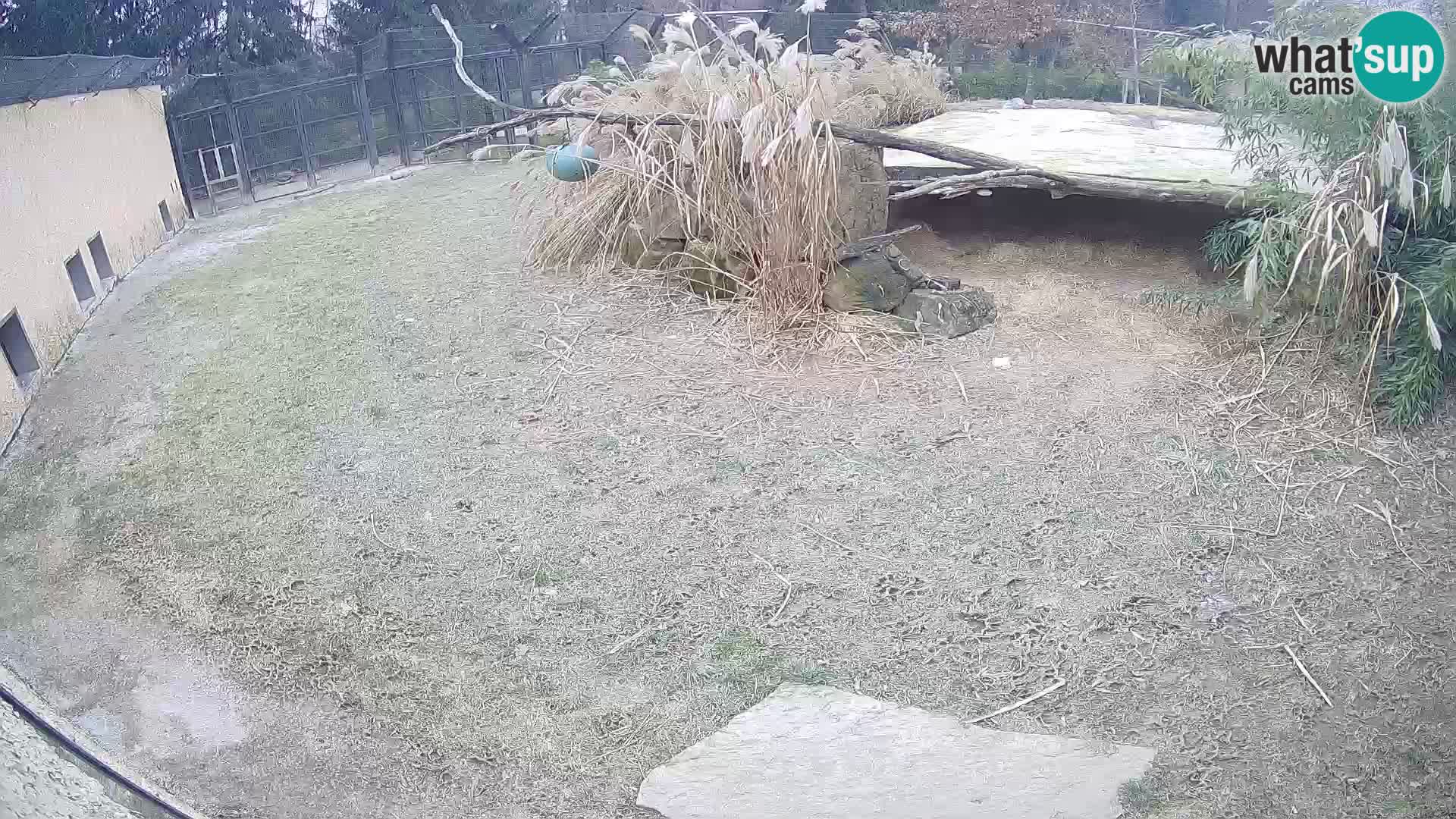 LION webcam en direct du zoo de Ljubljana – Slovénie