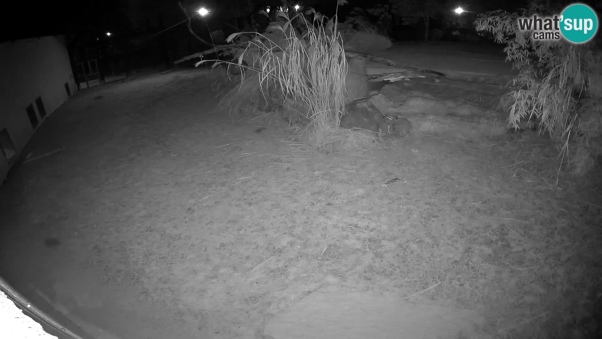 LEON Webcam en vivo en Ljubljana Zoo – Eslovenia