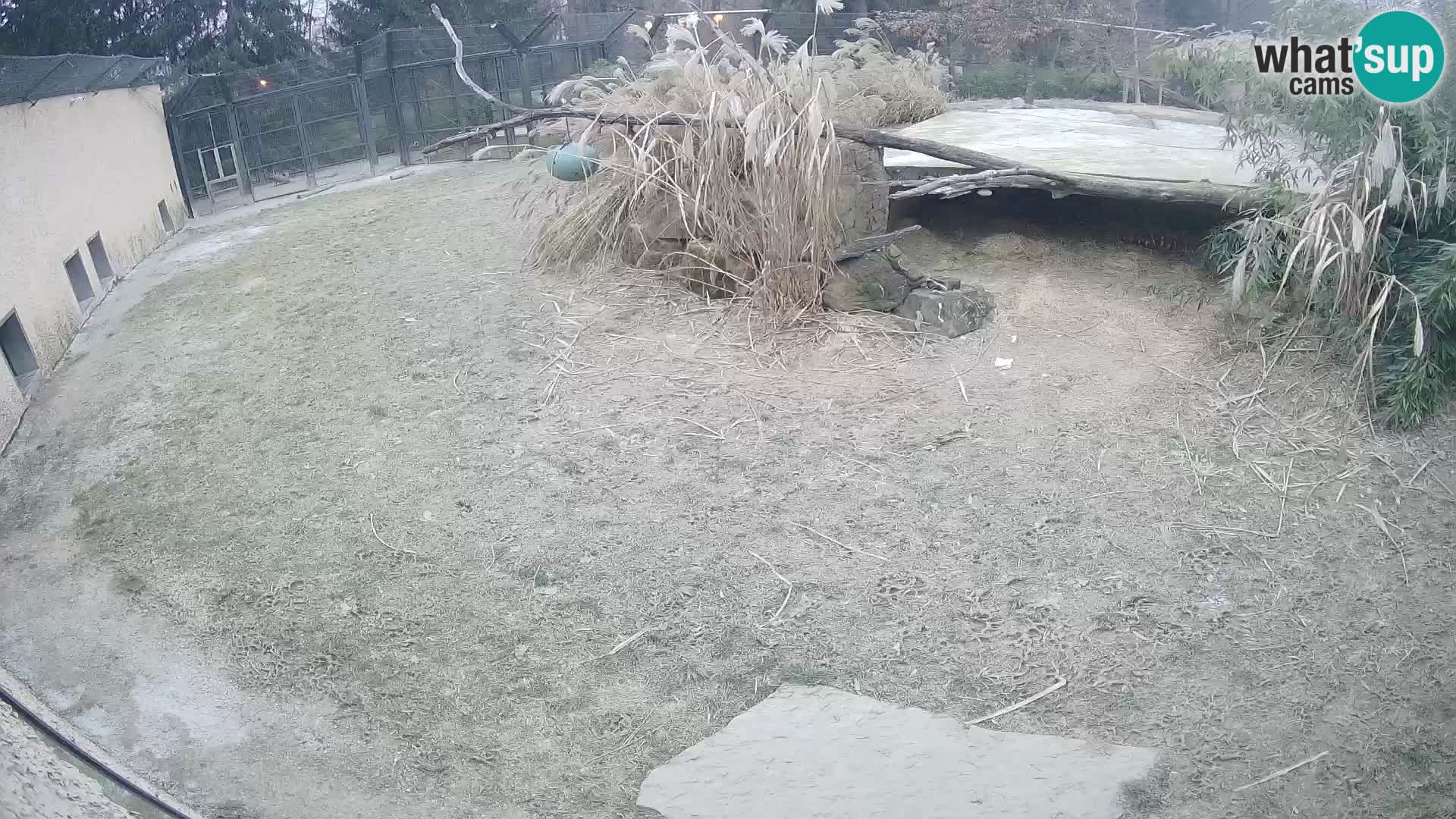 LEONE live Webcam nello zoo di Lubiana – Slovenia