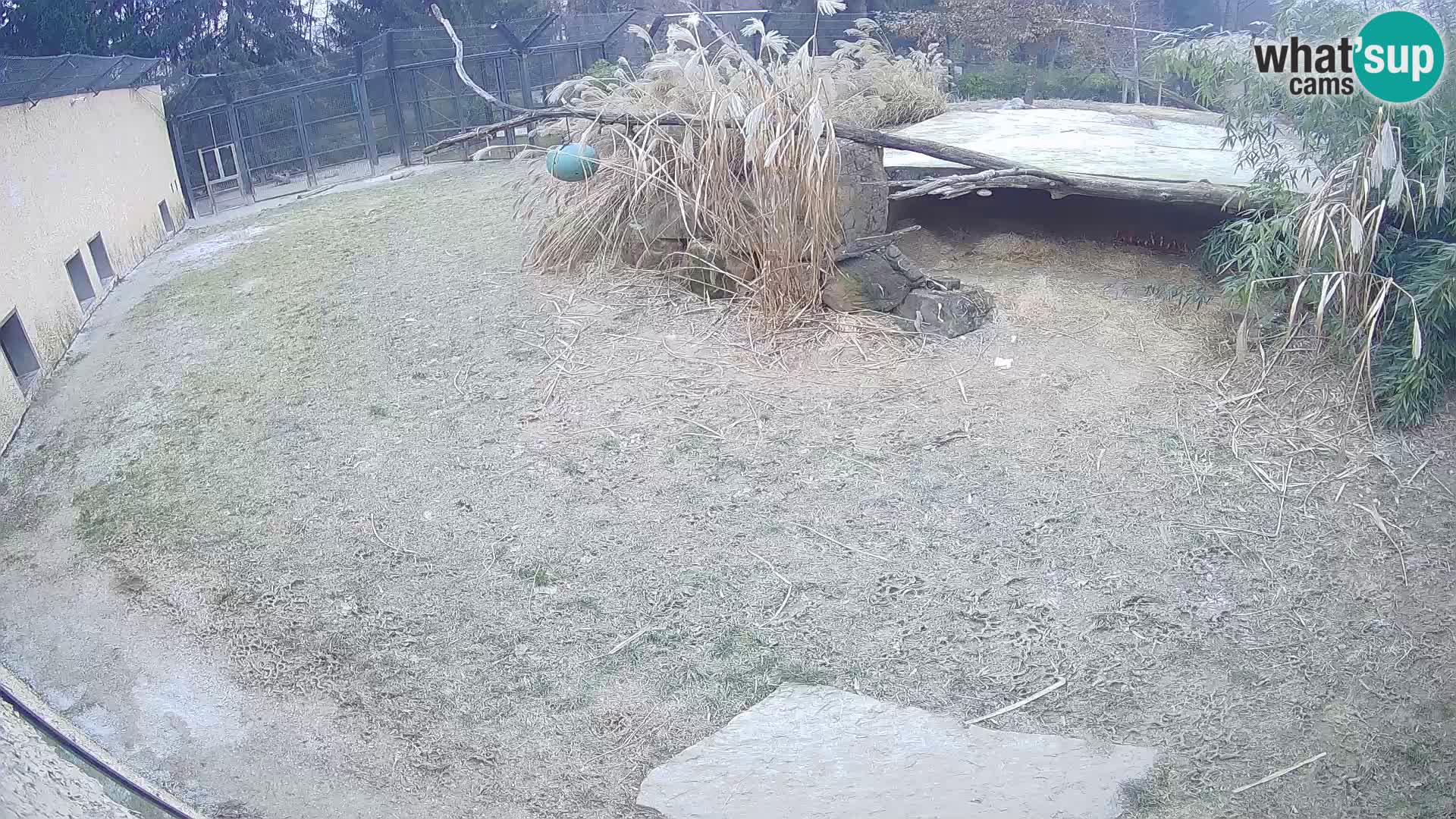 LEVI spletna kamera v živalskem vrtu Ljubljana Zoo