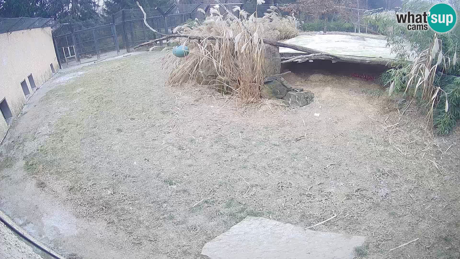 LION live Webcam in Ljubljana Zoo – Slovenia