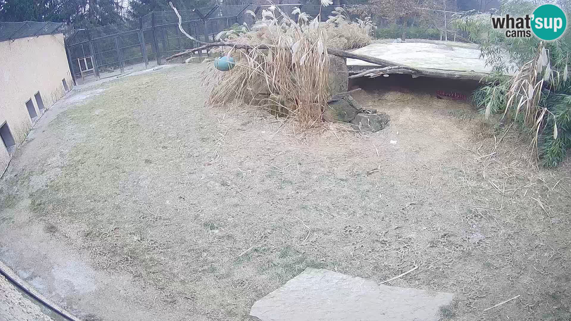 Lavovi web kamera uživo u ljubljanskom zoološkom vrtu – Slovenija