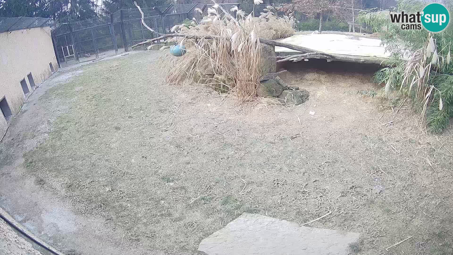 LION live Webcam in Ljubljana Zoo – Slovenia