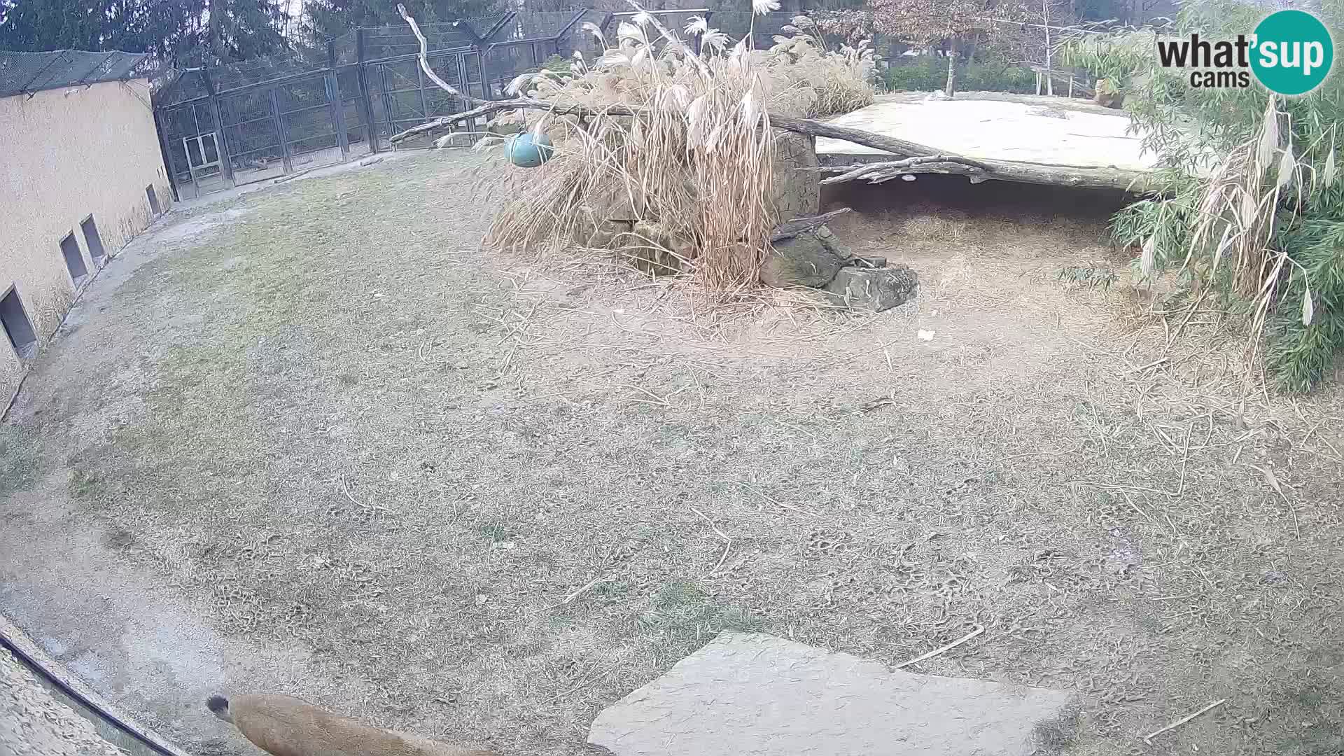 LION live Webcam in Ljubljana Zoo – Slovenia