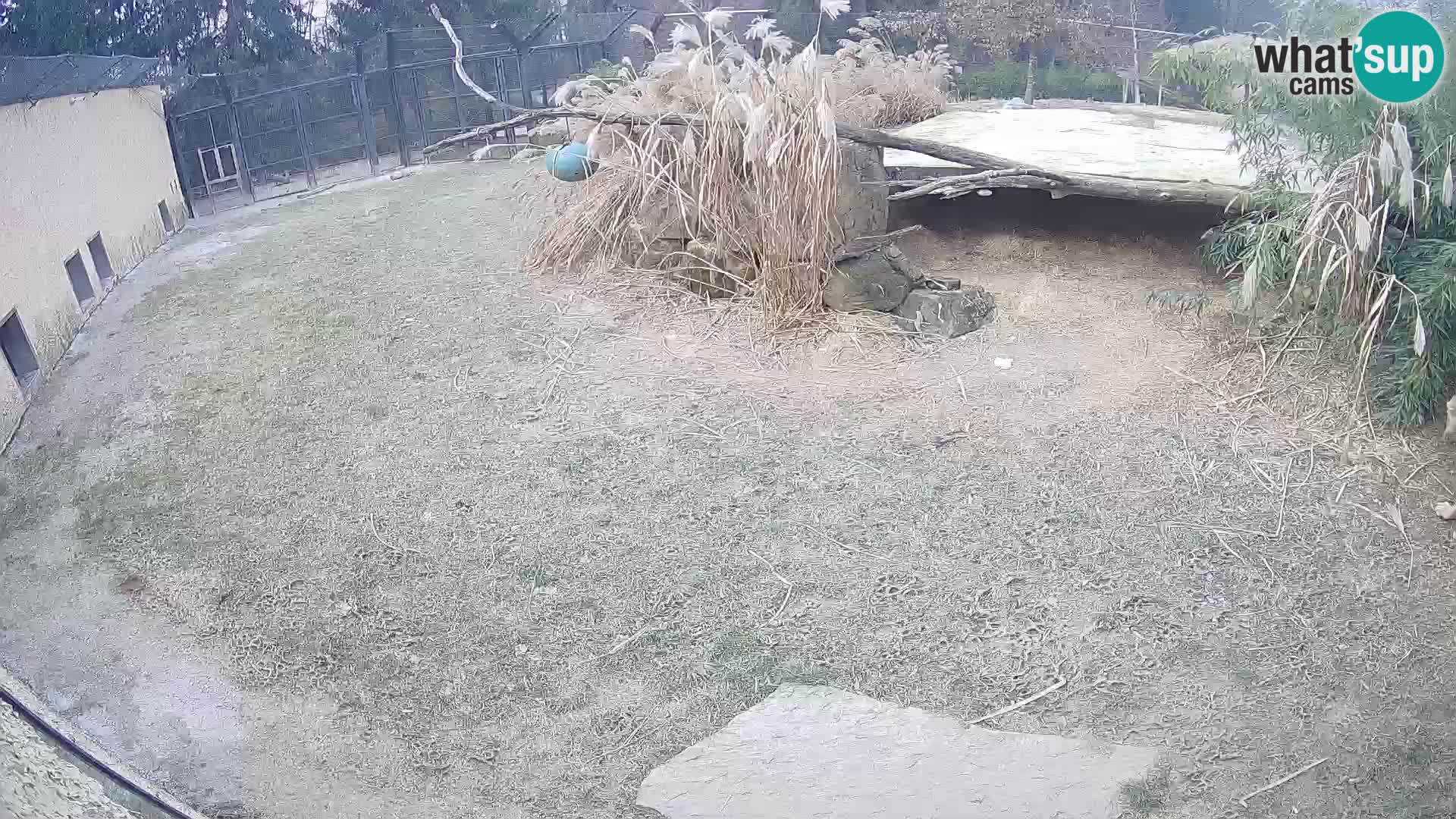 LEONE live Webcam nello zoo di Lubiana – Slovenia