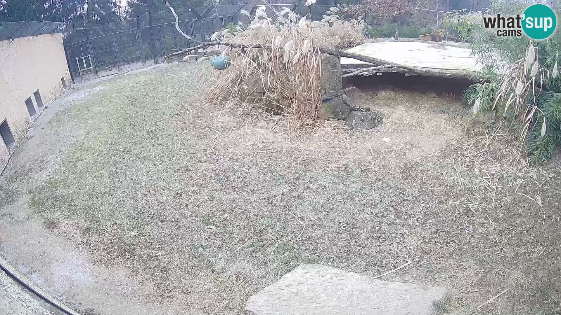 LION webcam en direct du zoo de Ljubljana – Slovénie