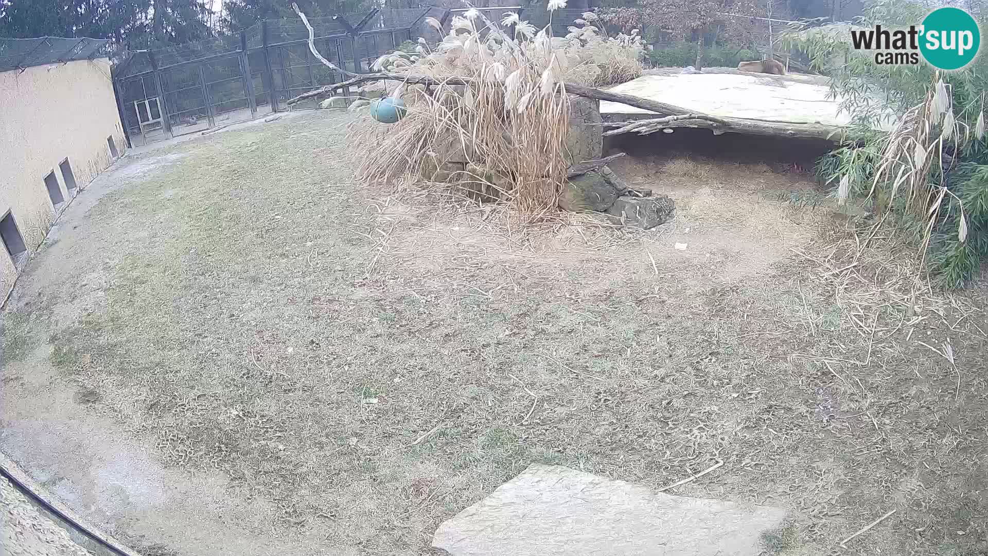 LION webcam en direct du zoo de Ljubljana – Slovénie