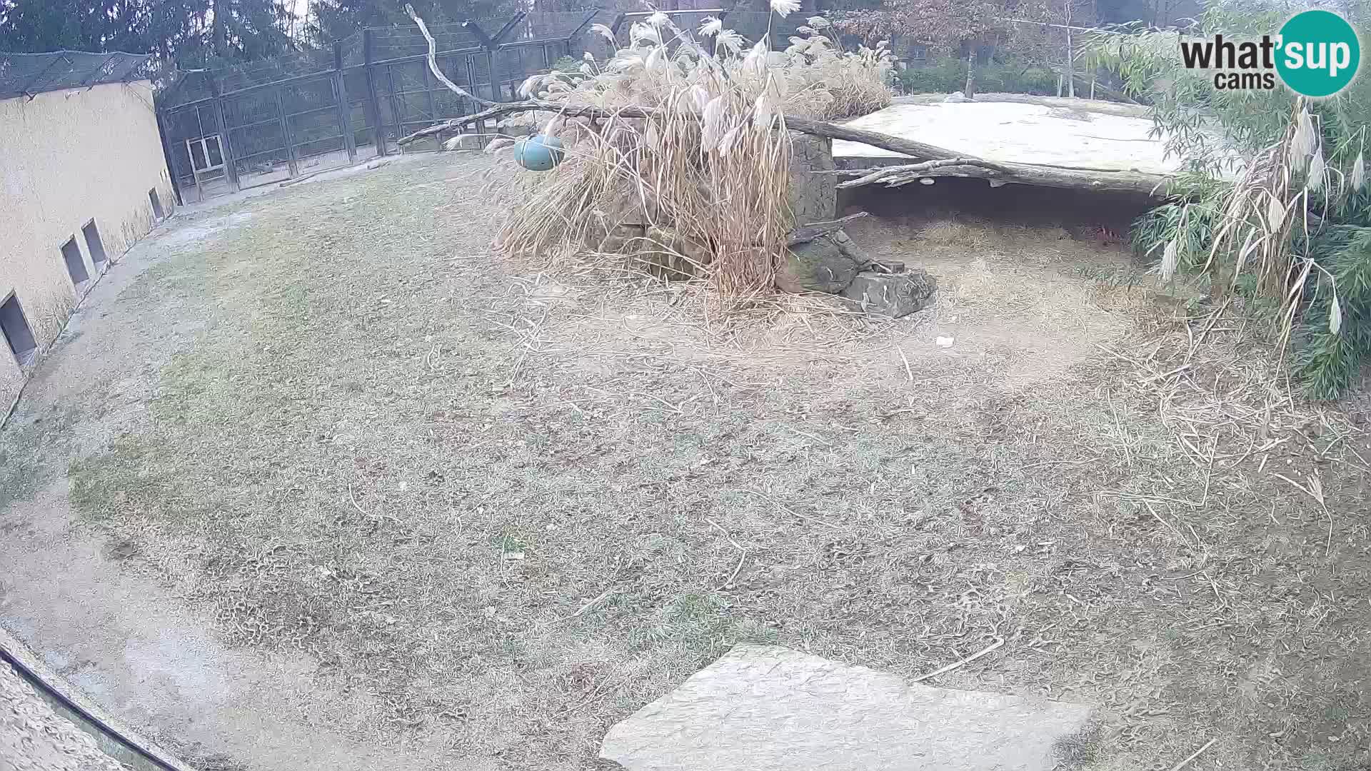 LION webcam en direct du zoo de Ljubljana – Slovénie