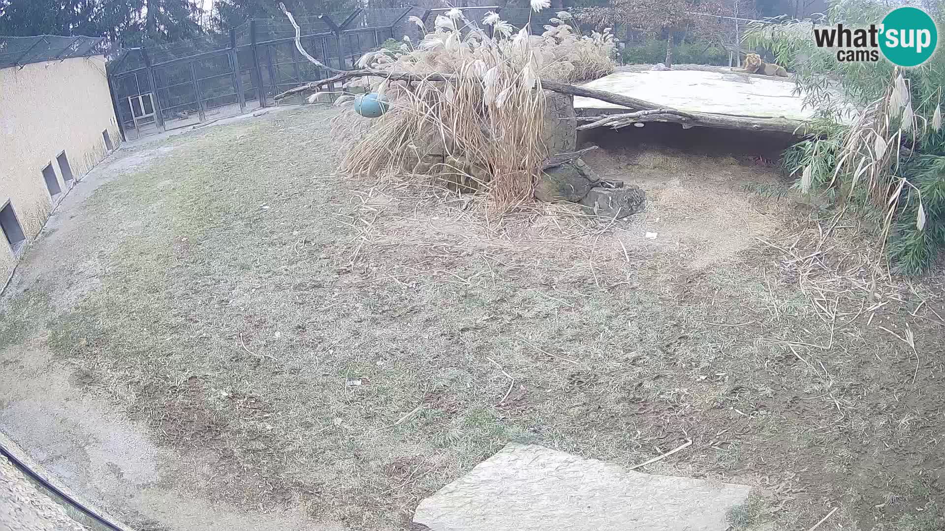 LION webcam en direct du zoo de Ljubljana – Slovénie