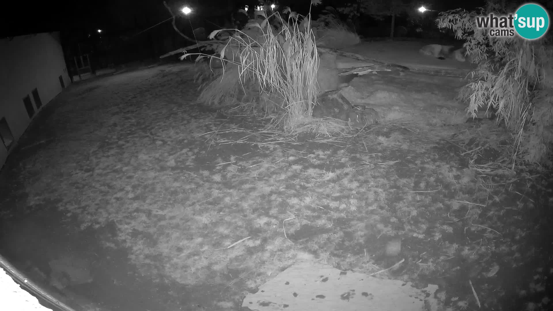 LION webcam en direct du zoo de Ljubljana – Slovénie