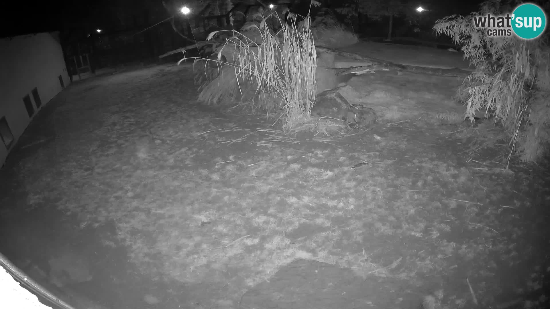 LION webcam en direct du zoo de Ljubljana – Slovénie