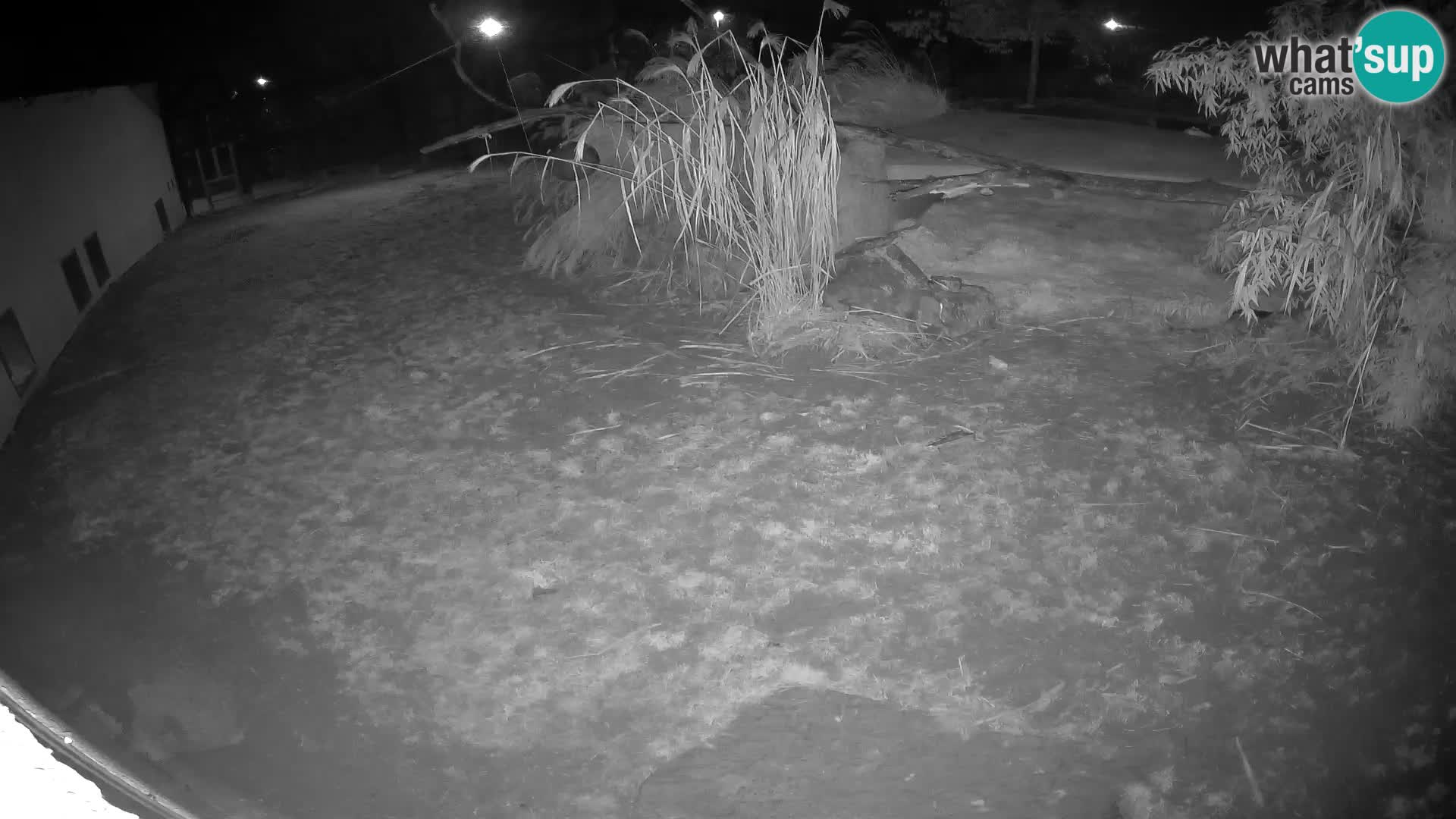 LEVI spletna kamera v živalskem vrtu Ljubljana Zoo