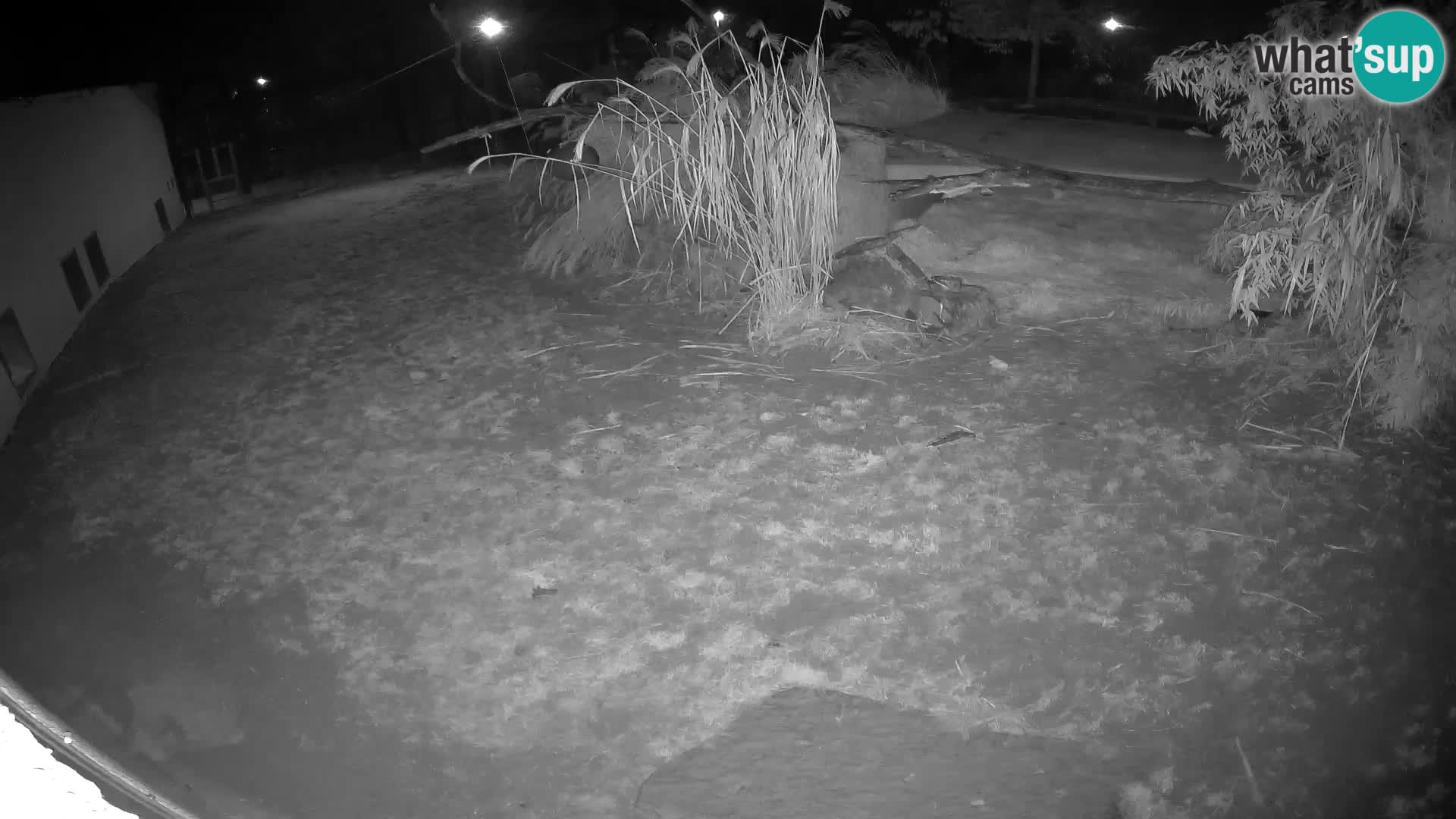 Löwe live Webcam im Zoo von Ljubljana – Slowenien