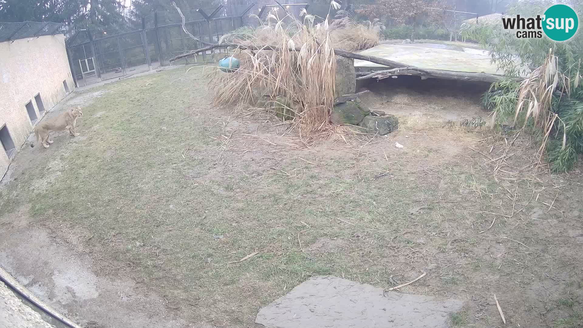 Lavovi web kamera uživo u ljubljanskom zoološkom vrtu – Slovenija