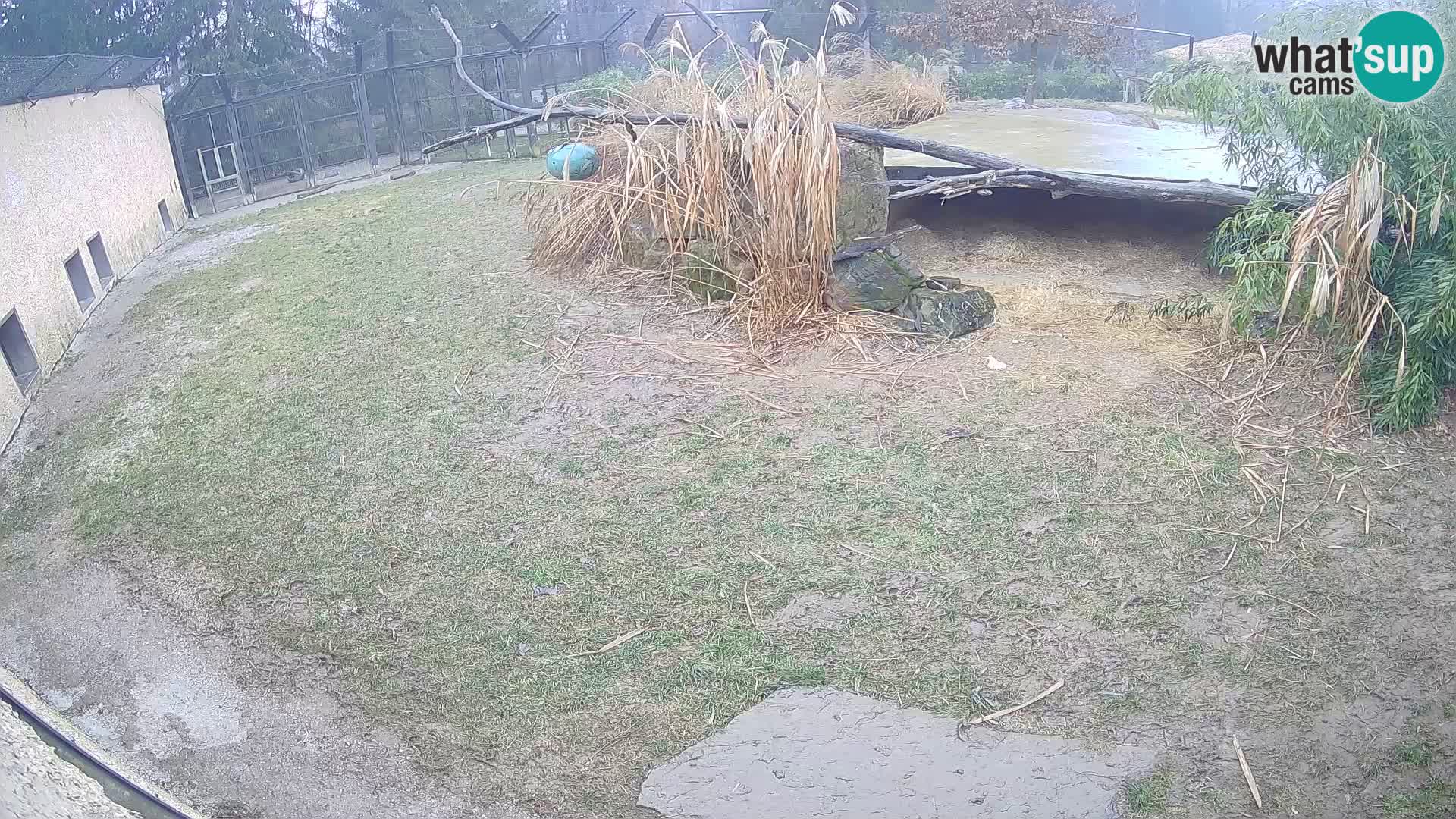 Lavovi web kamera uživo u ljubljanskom zoološkom vrtu – Slovenija