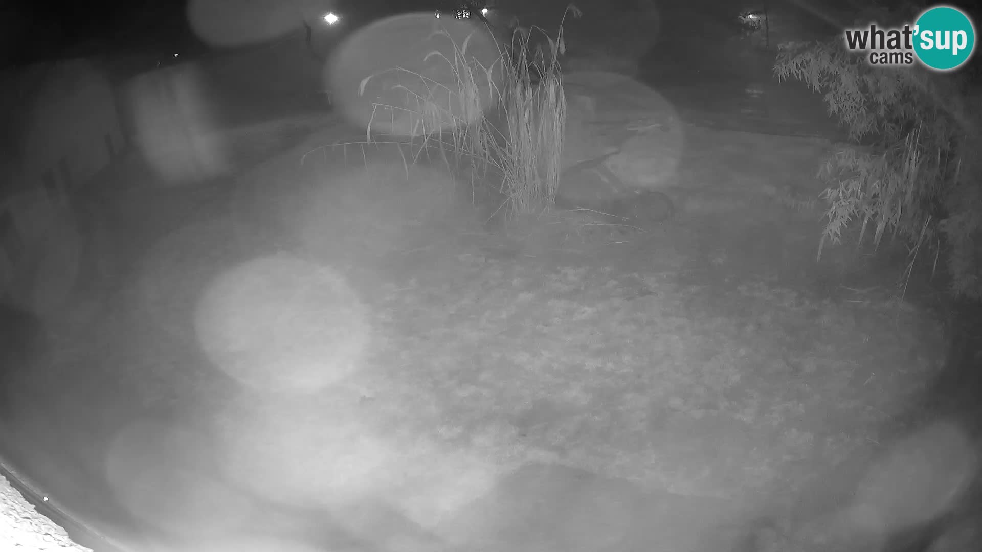 LION live Webcam in Ljubljana Zoo – Slovenia