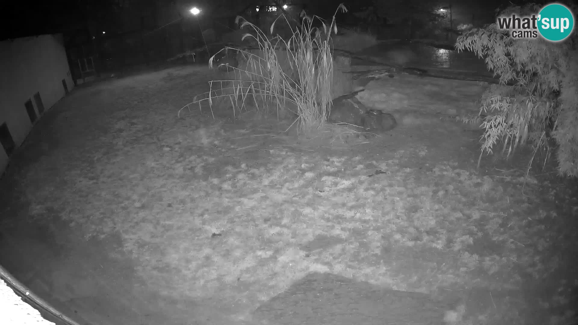 LEON Webcam en vivo en Ljubljana Zoo – Eslovenia