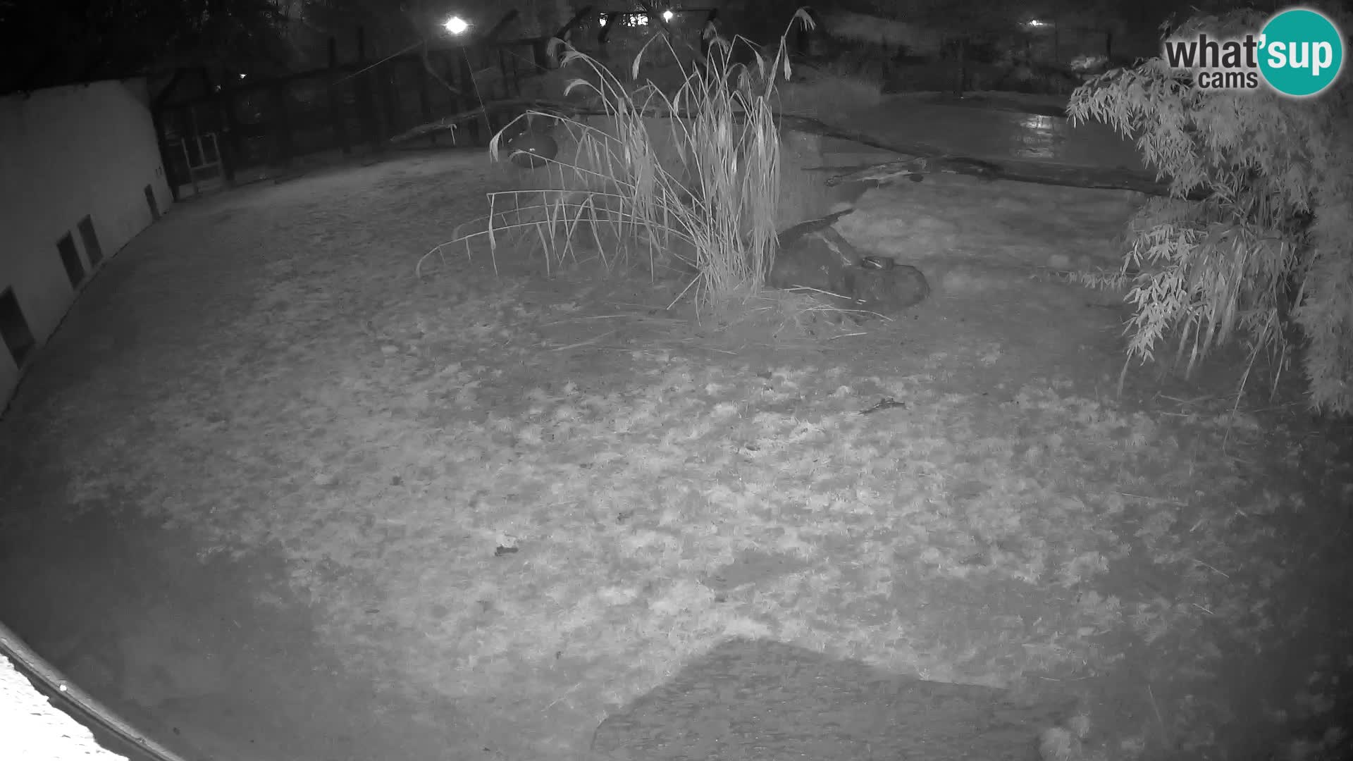 LEVI spletna kamera v živalskem vrtu Ljubljana Zoo