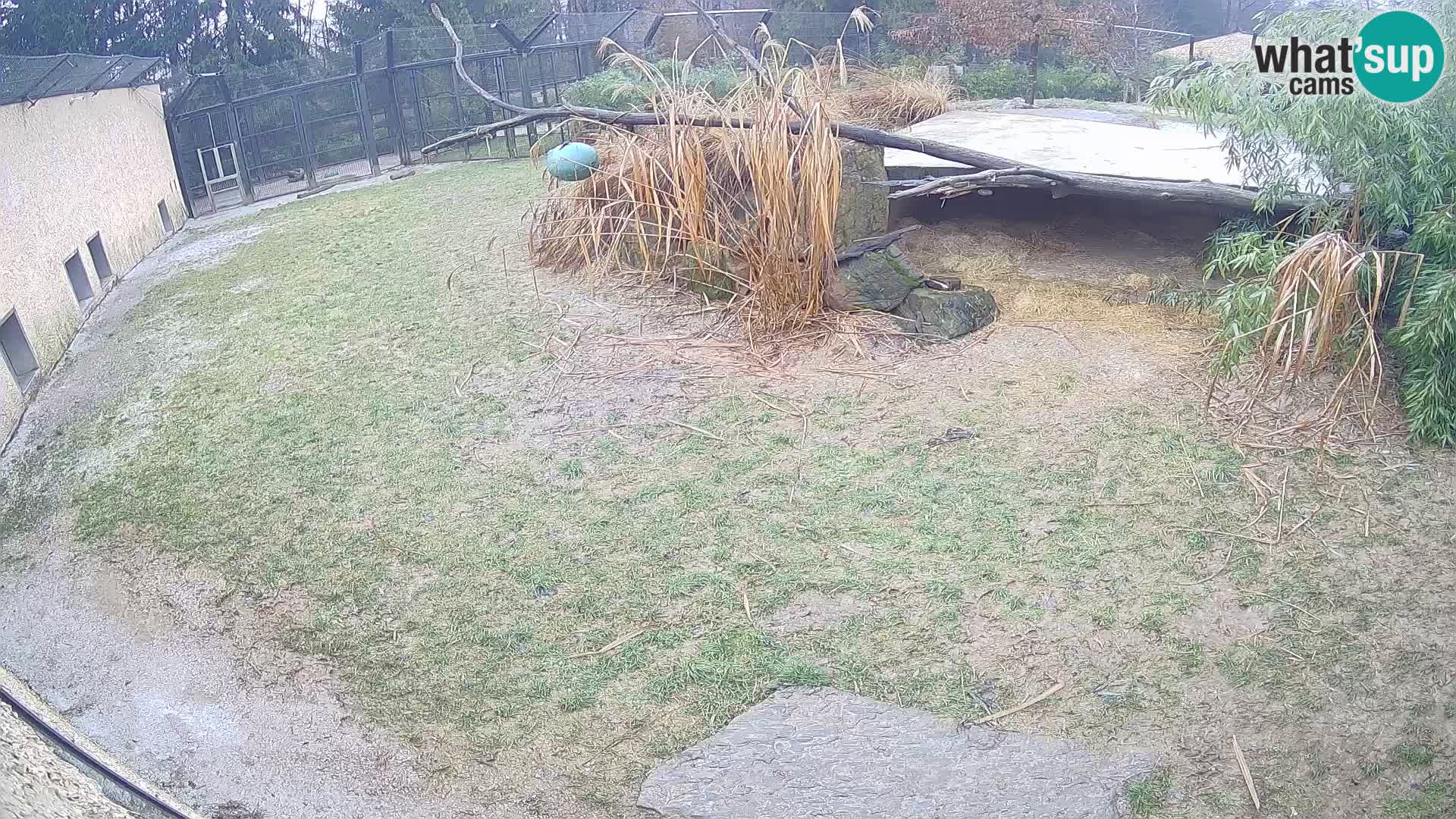 LEONE live Webcam nello zoo di Lubiana – Slovenia