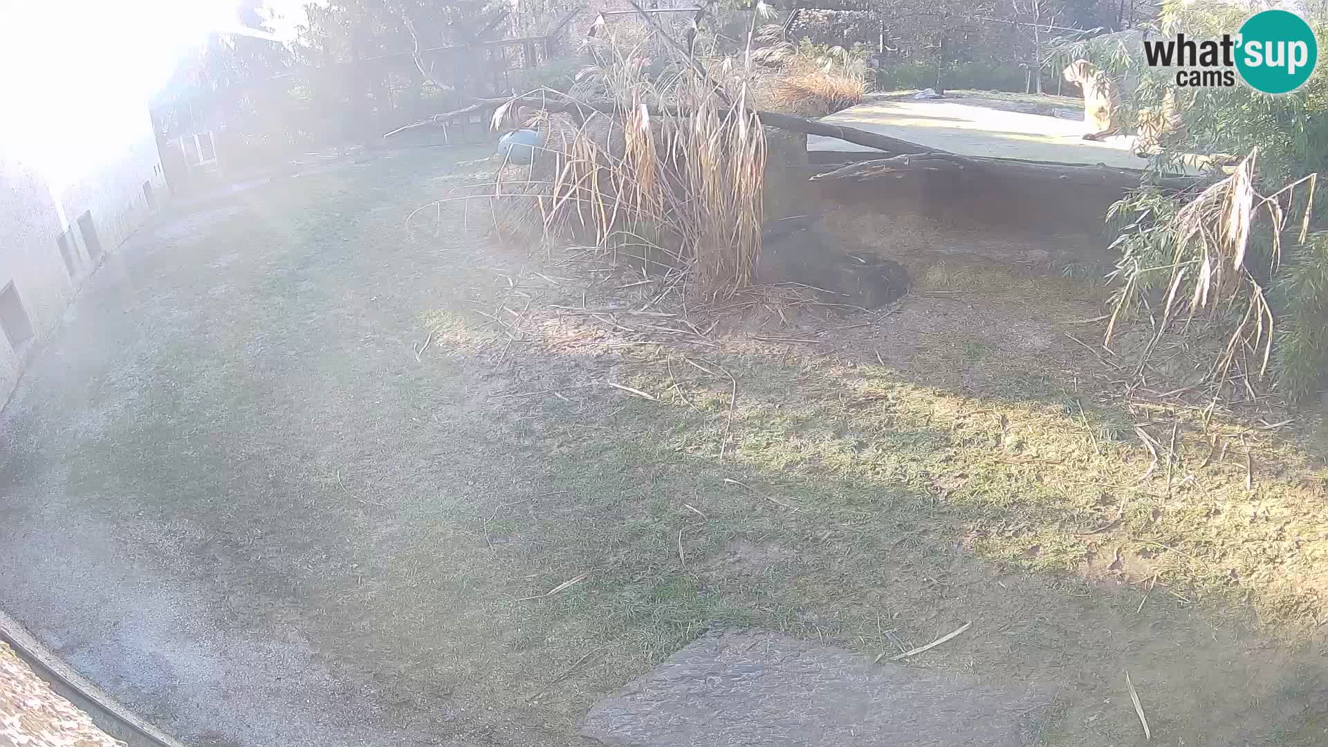 LEONE live Webcam nello zoo di Lubiana – Slovenia