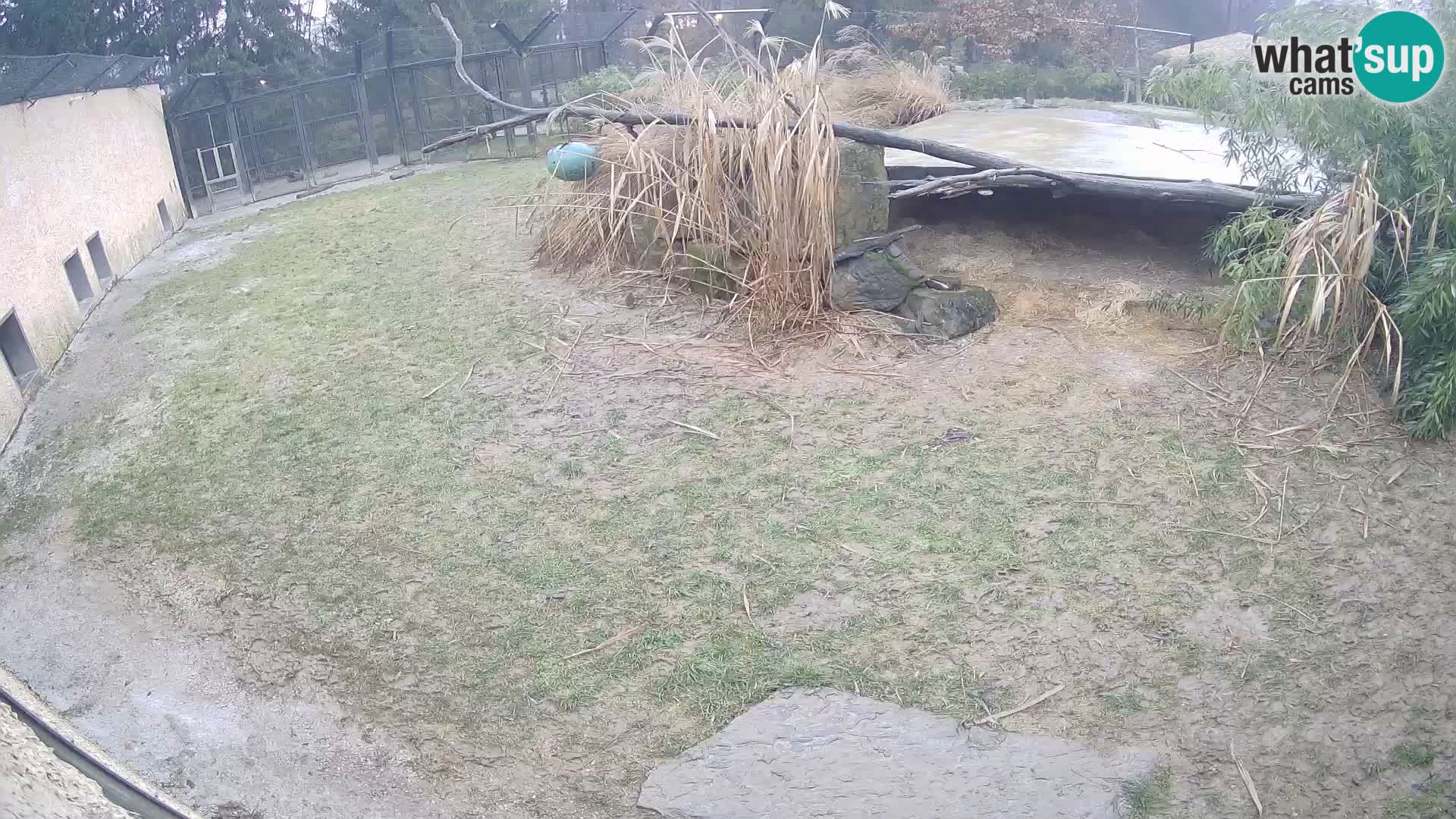 LION live Webcam in Ljubljana Zoo – Slovenia