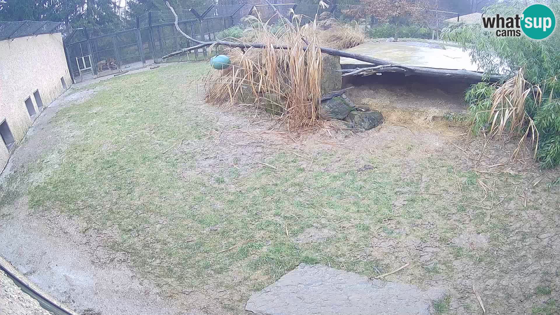 Löwe live Webcam im Zoo von Ljubljana – Slowenien