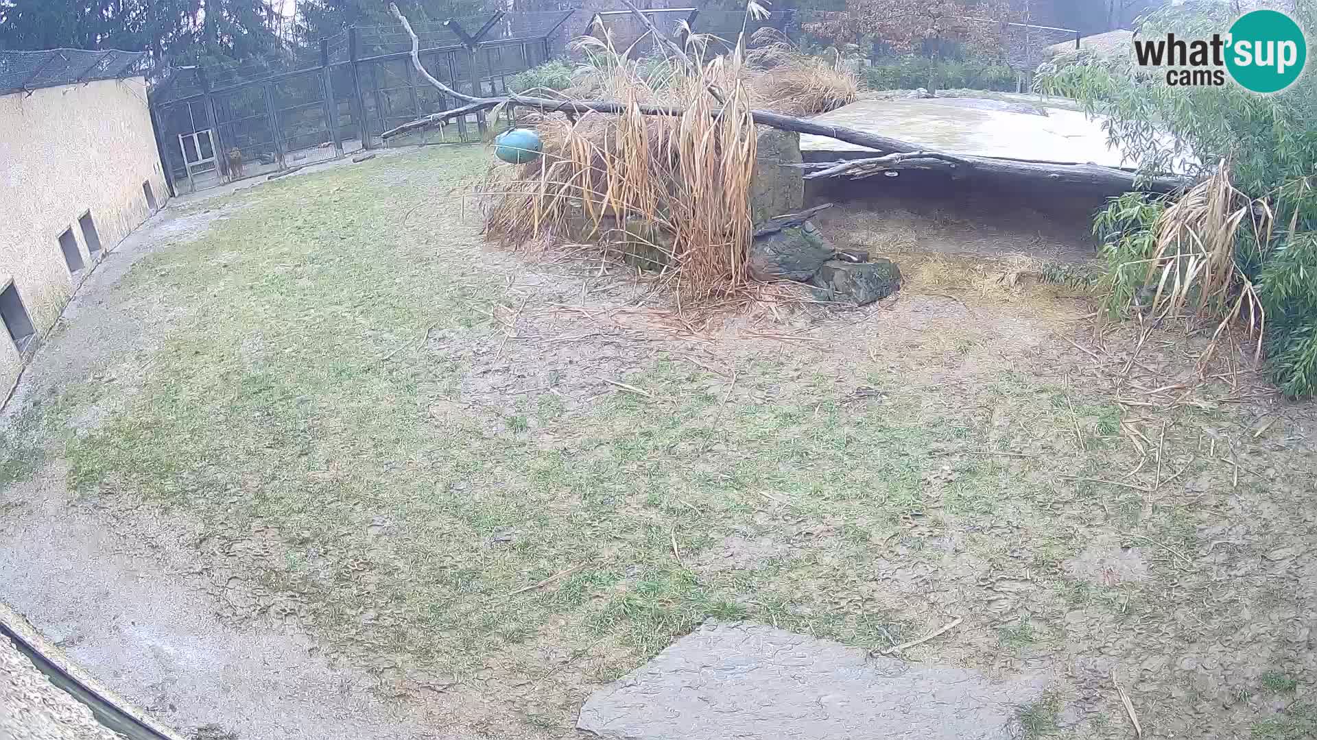 LION live Webcam in Ljubljana Zoo – Slovenia