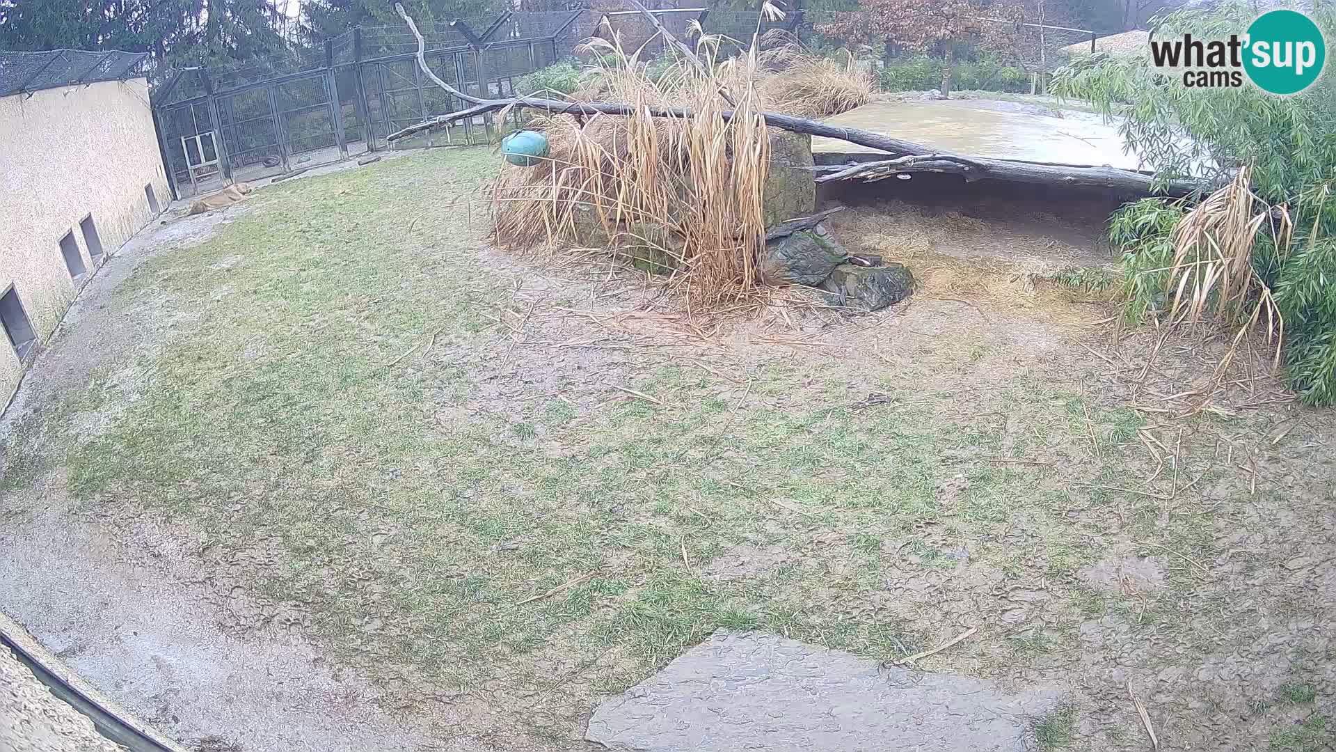 LION live Webcam in Ljubljana Zoo – Slovenia