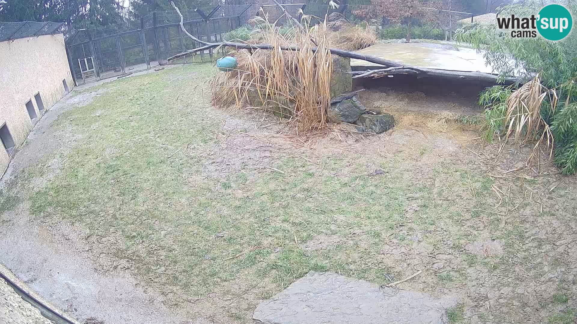 LION live Webcam in Ljubljana Zoo – Slovenia