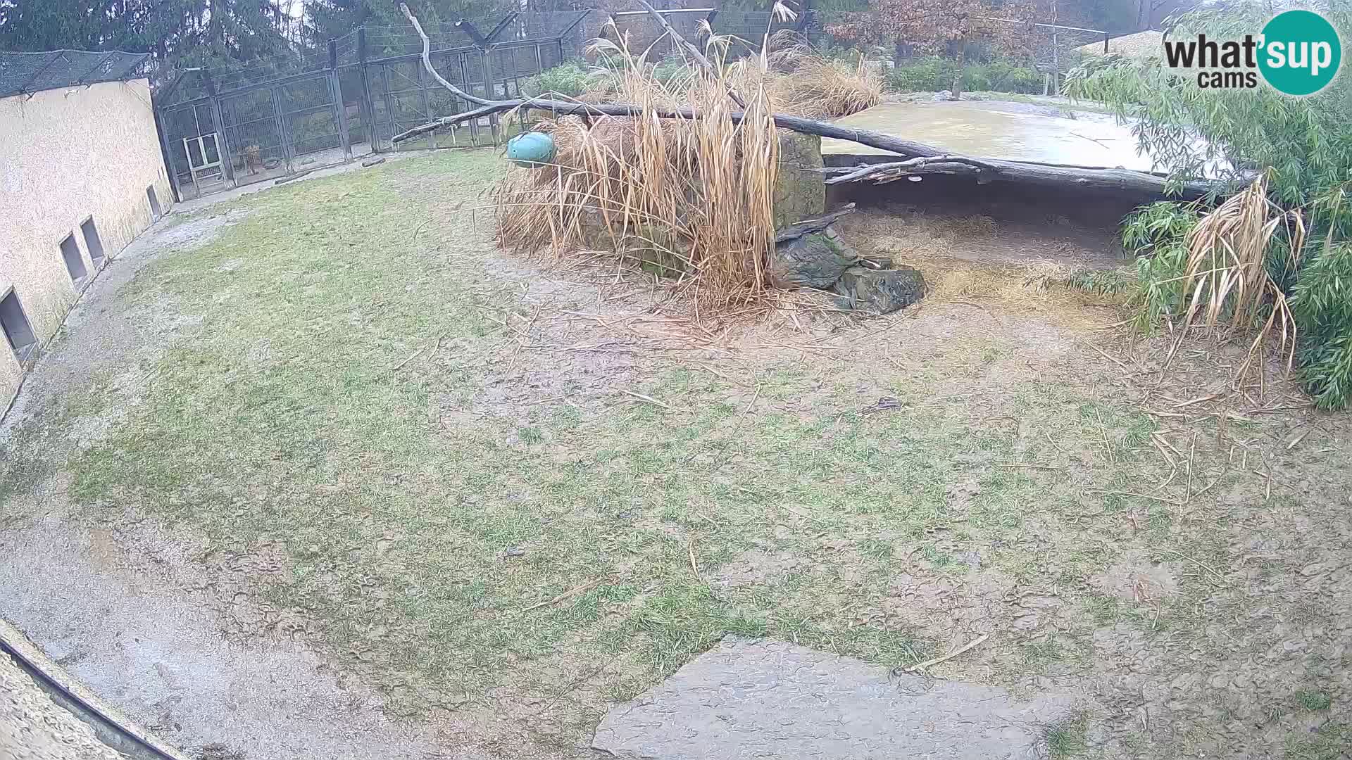 LION webcam en direct du zoo de Ljubljana – Slovénie