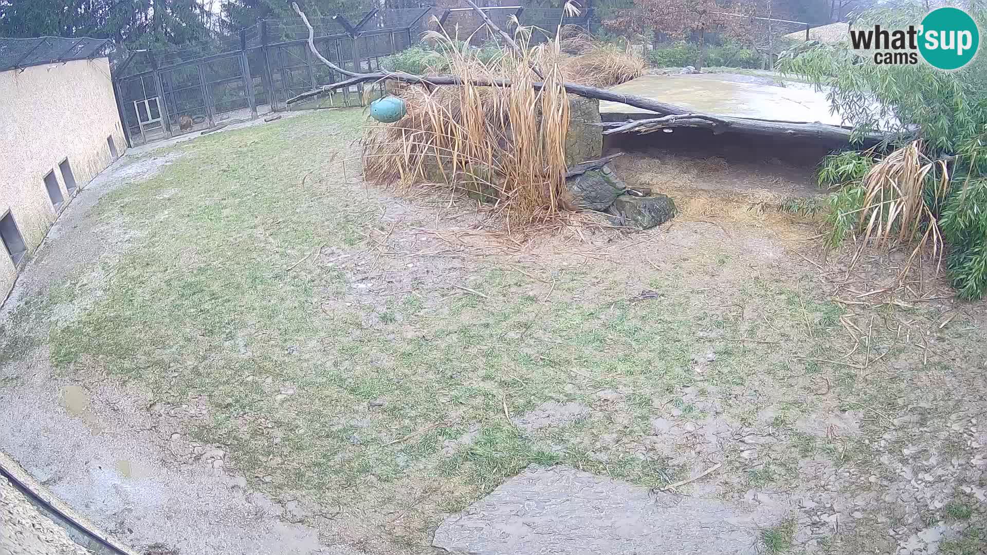 LION webcam en direct du zoo de Ljubljana – Slovénie