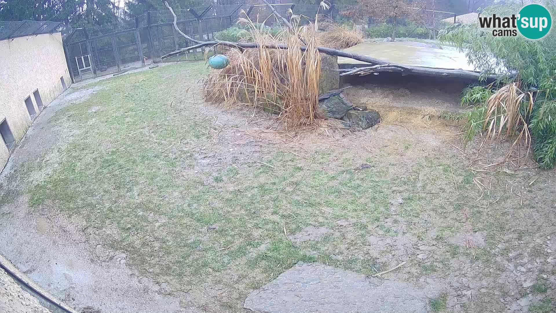 LION live Webcam in Ljubljana Zoo – Slovenia
