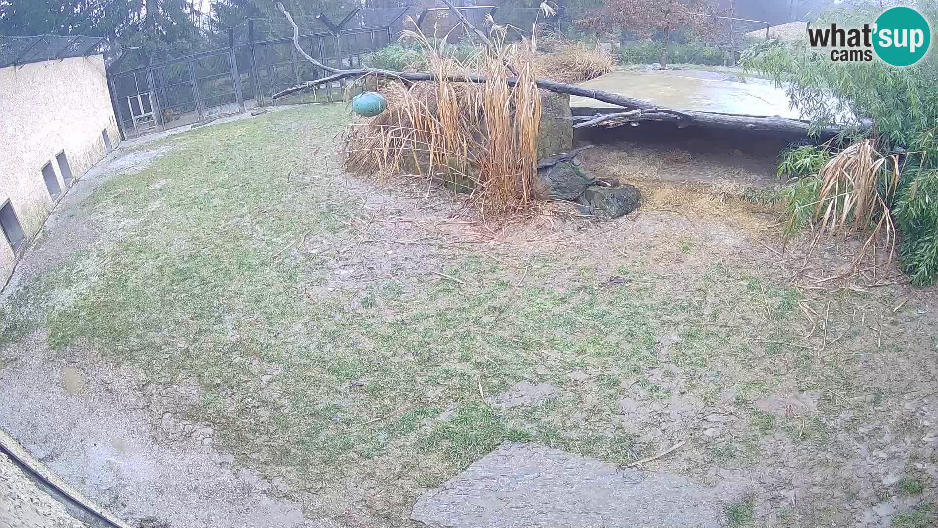 LEON Webcam en vivo en Ljubljana Zoo – Eslovenia