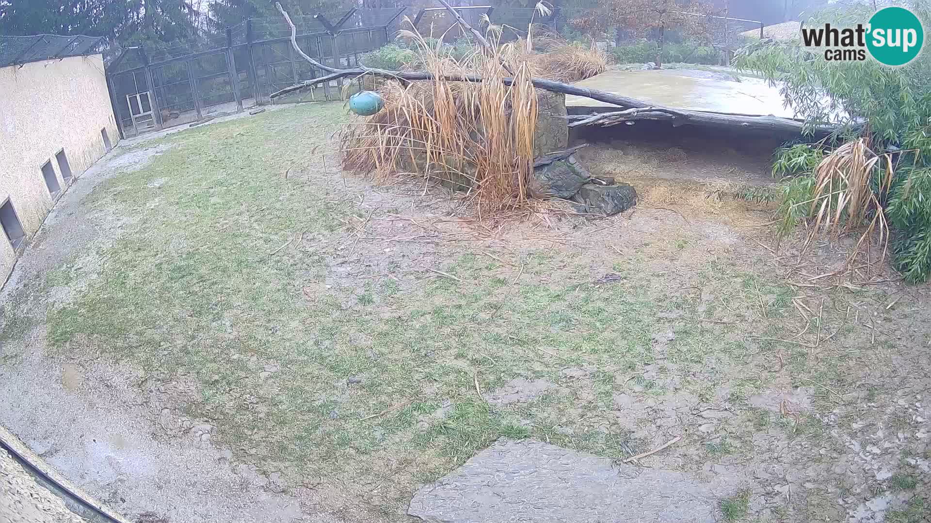LEON Webcam en vivo en Ljubljana Zoo – Eslovenia