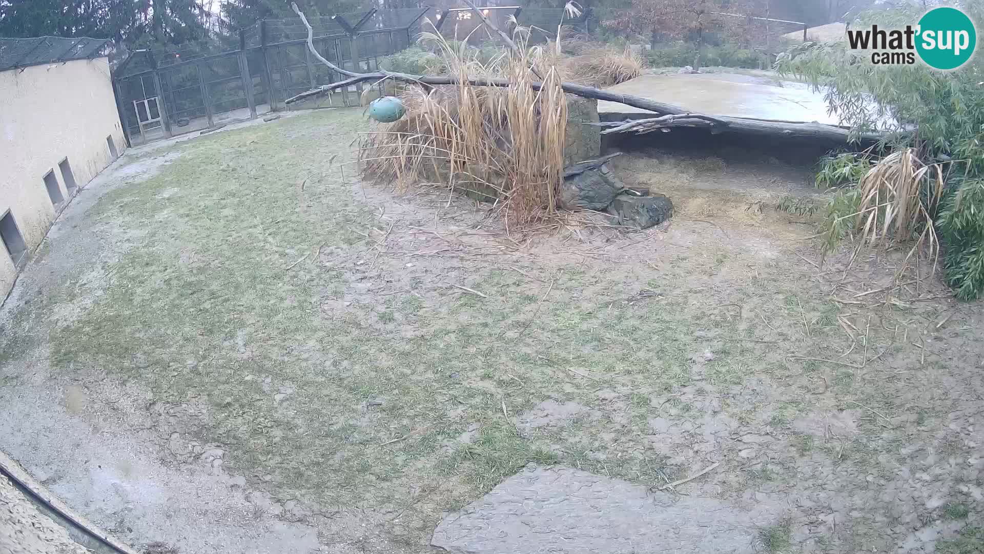 LION live Webcam in Ljubljana Zoo – Slovenia