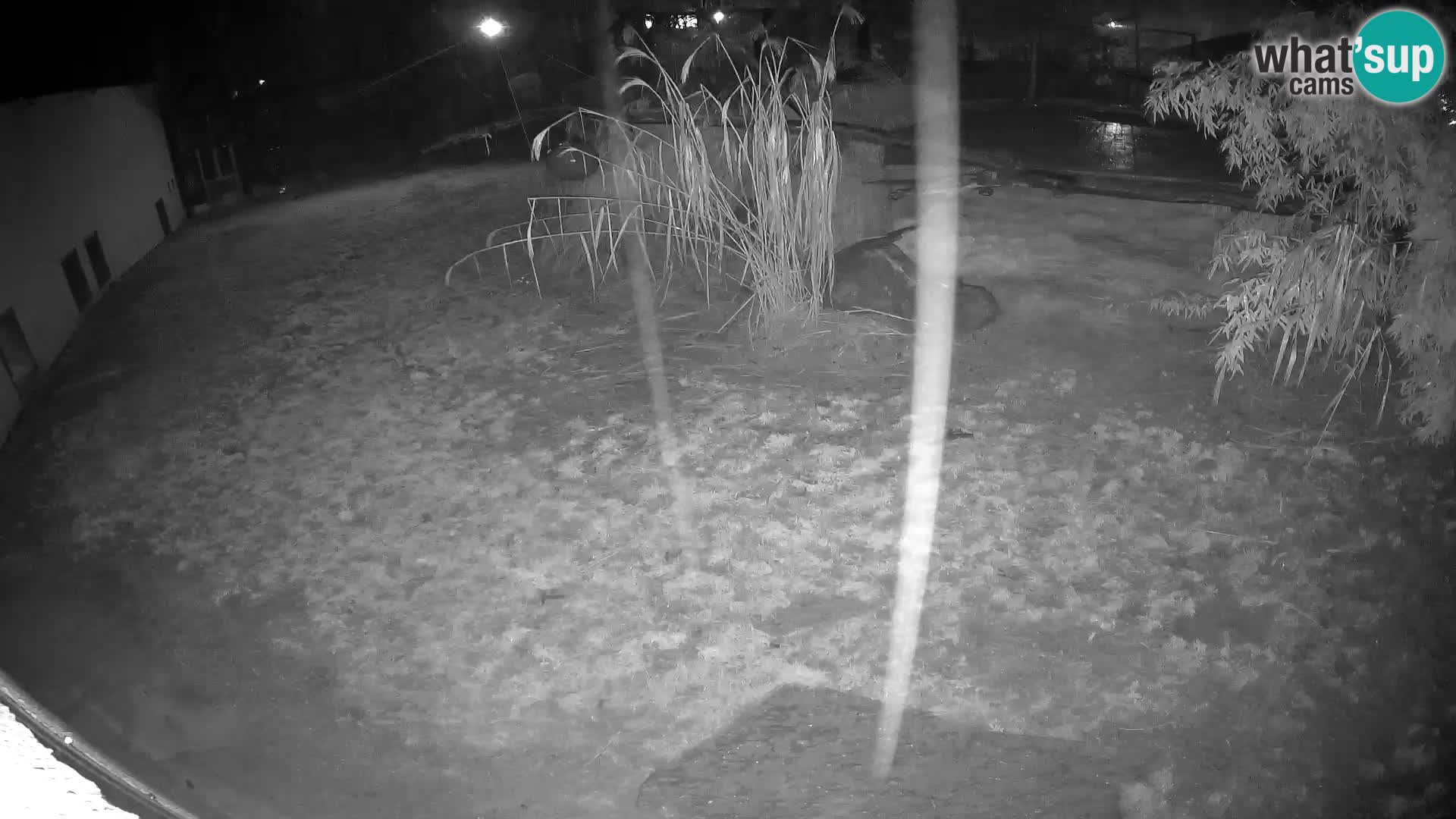 LION live Webcam in Ljubljana Zoo – Slovenia