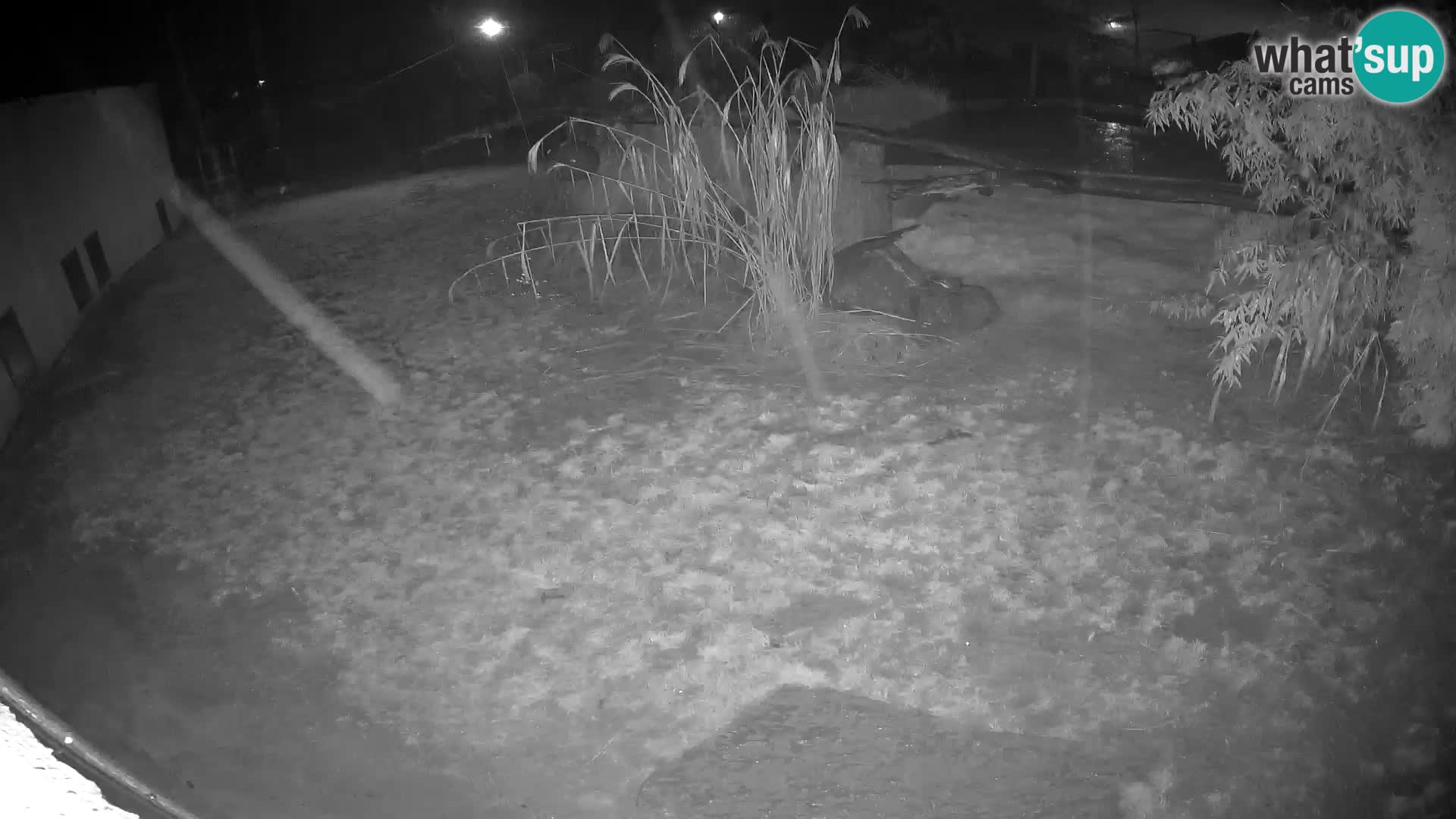 Lavovi web kamera uživo u ljubljanskom zoološkom vrtu – Slovenija