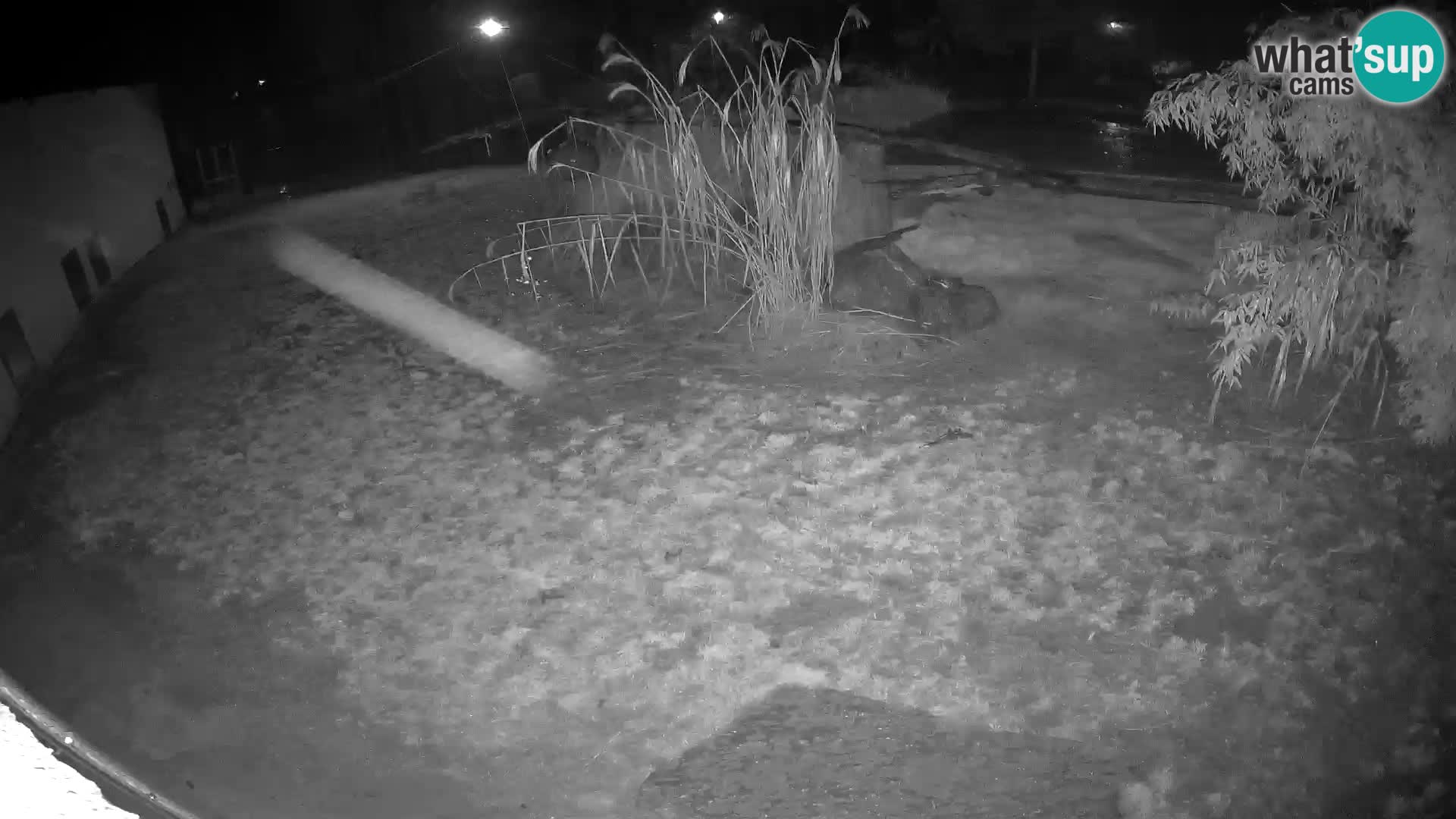 Lavovi web kamera uživo u ljubljanskom zoološkom vrtu – Slovenija