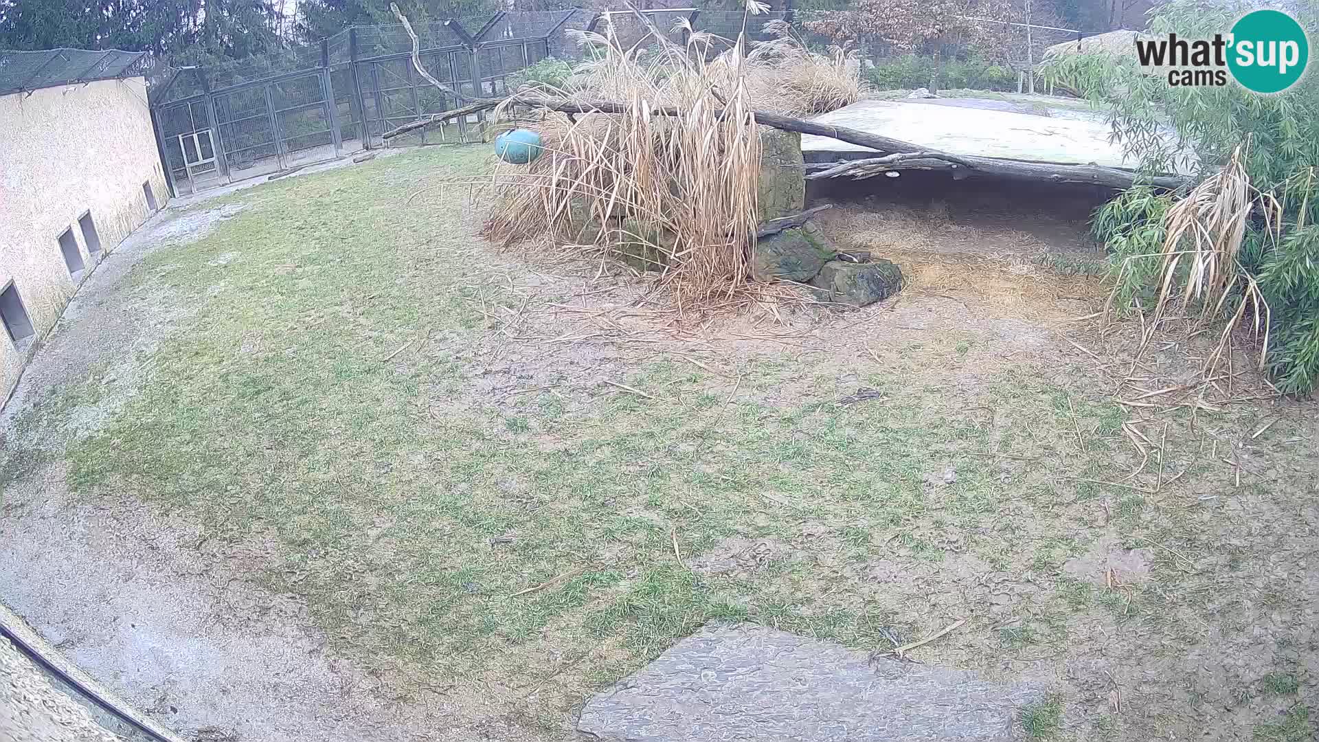 LION live Webcam in Ljubljana Zoo – Slovenia